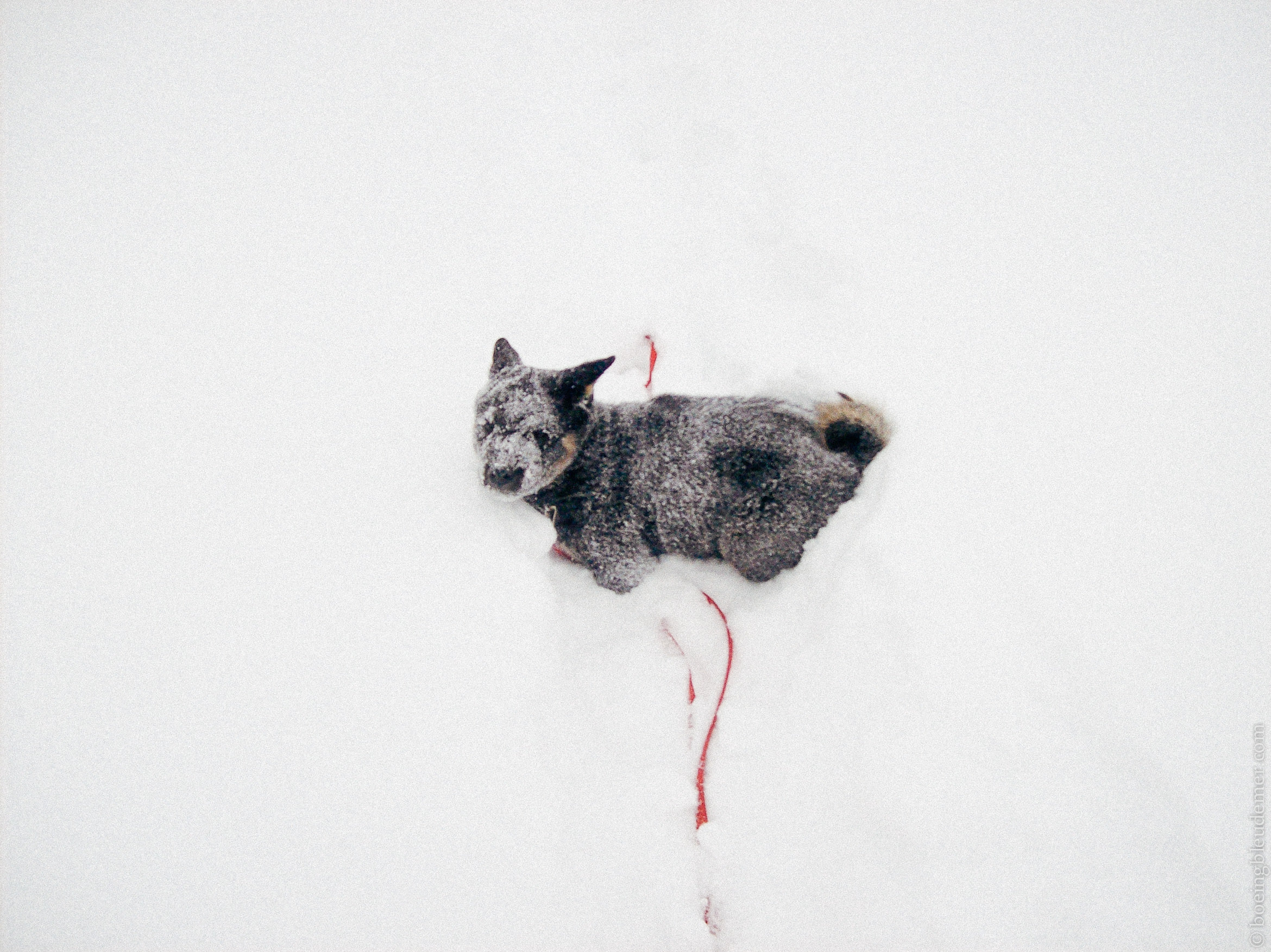 Truc d'hiver: Mon chien Akira dans la neige