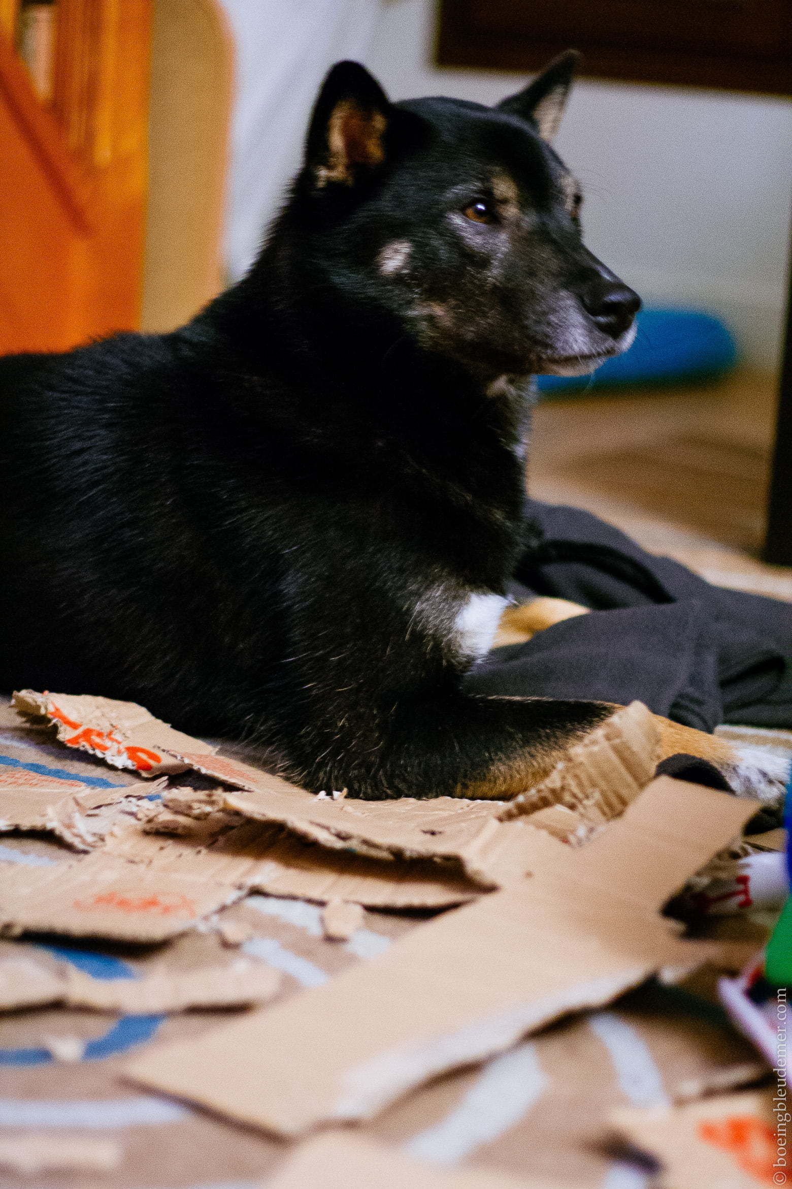 Akira a fait des dégats à la maison