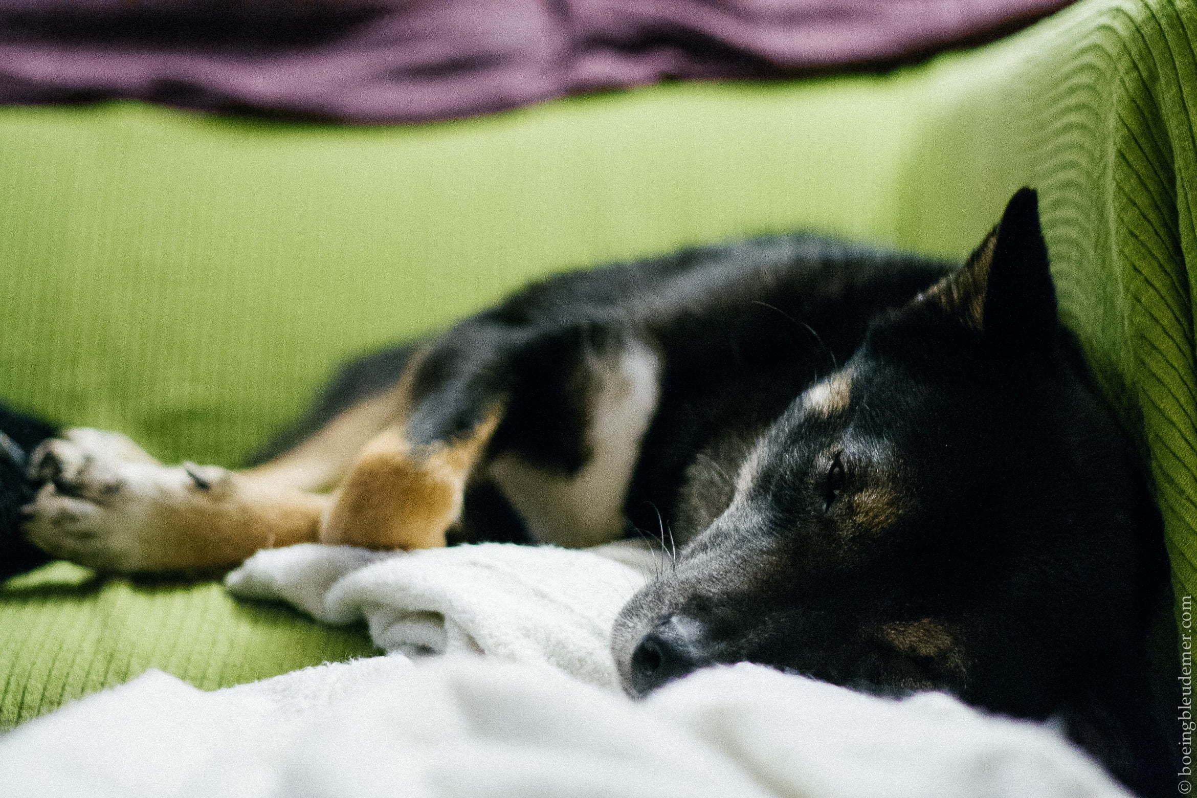 Un chien dormant sur le divan