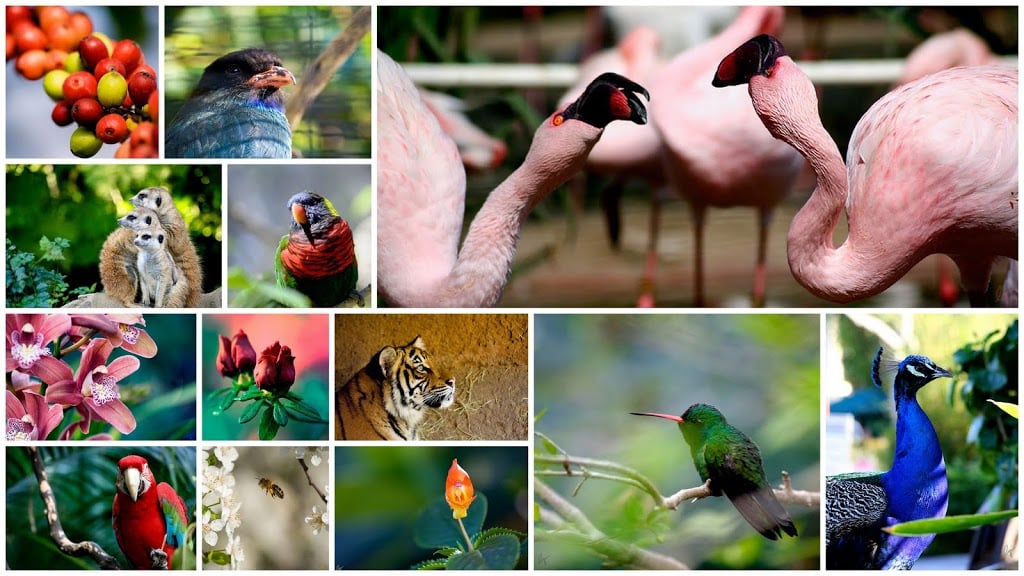 Changements sur Flickr