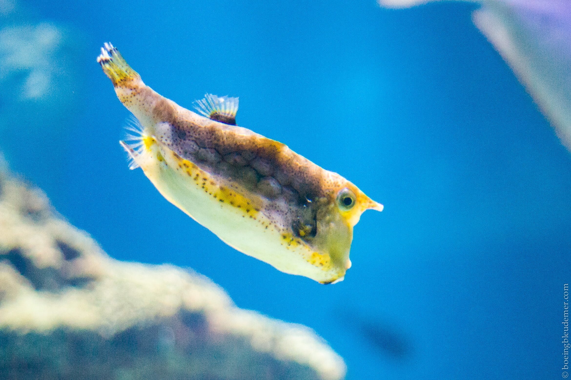 Aquarium de Paris: Poisson vache II