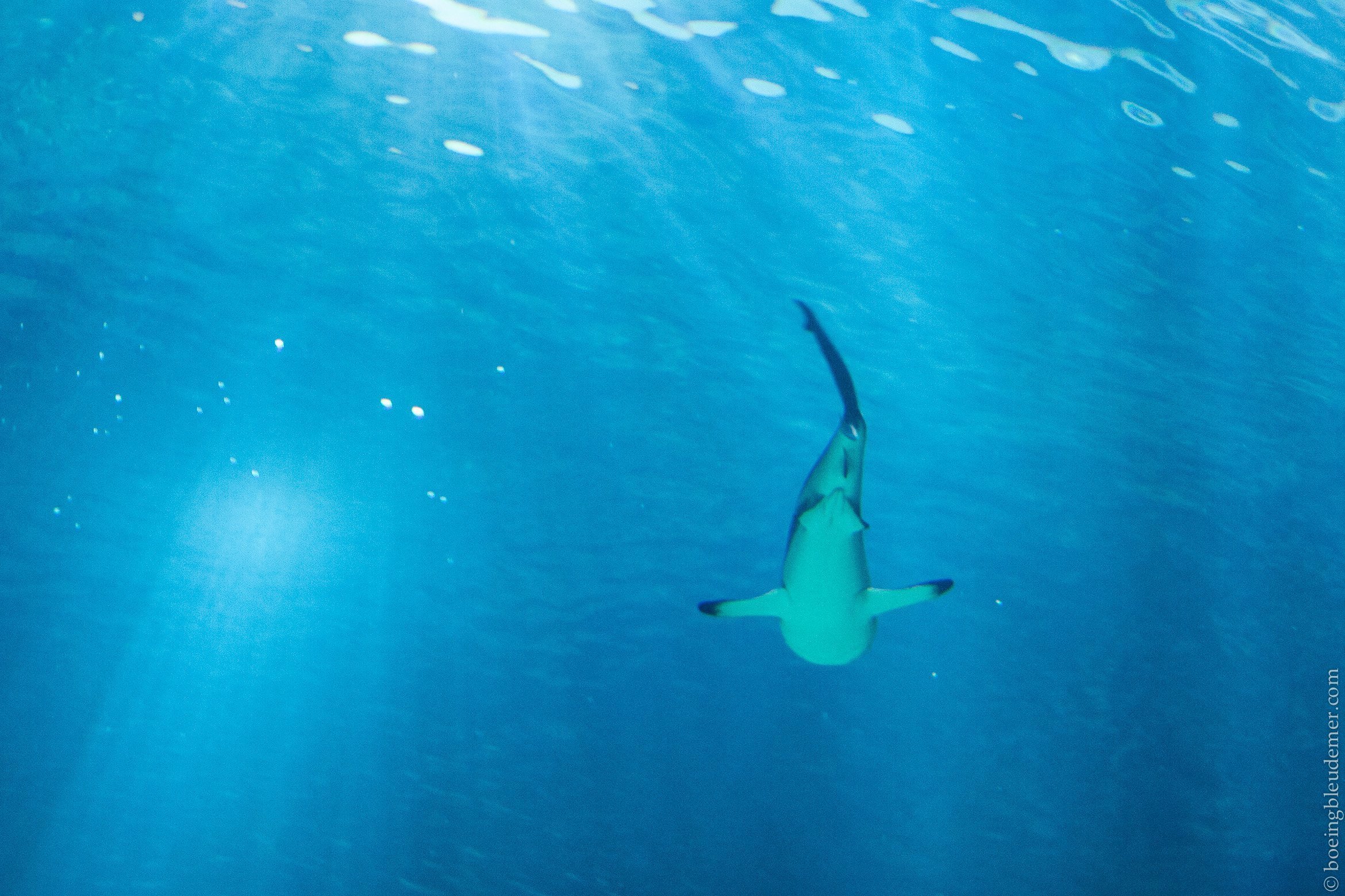 Aquarium de Paris: une Saint-Valentin à l&rsquo;eau