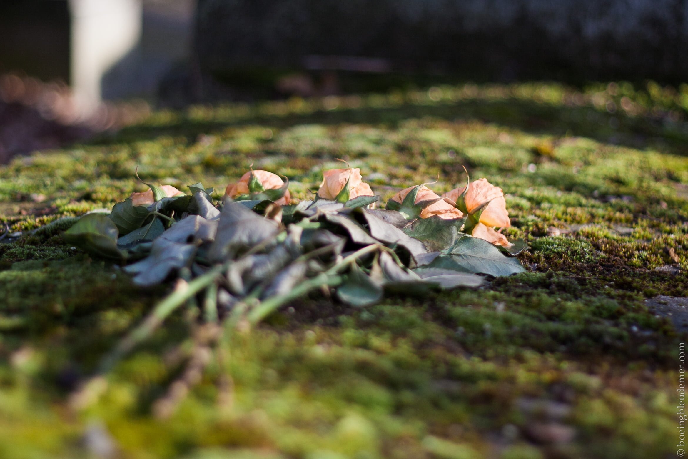 Le plus grand espace vert de Paris appartient aux morts: Le Père-Lachaise