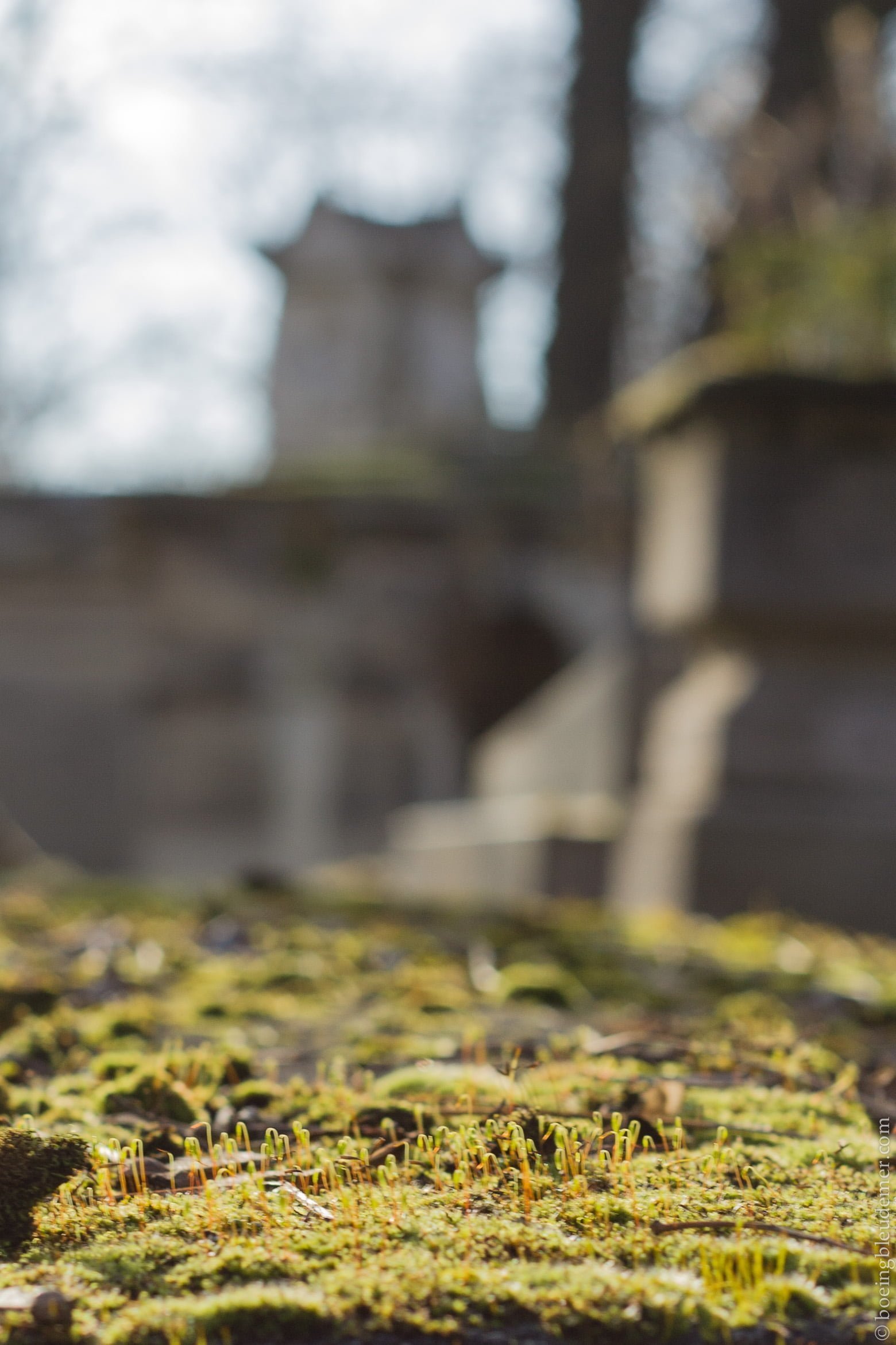 Vue floue du cimetière du Père Lachaise
