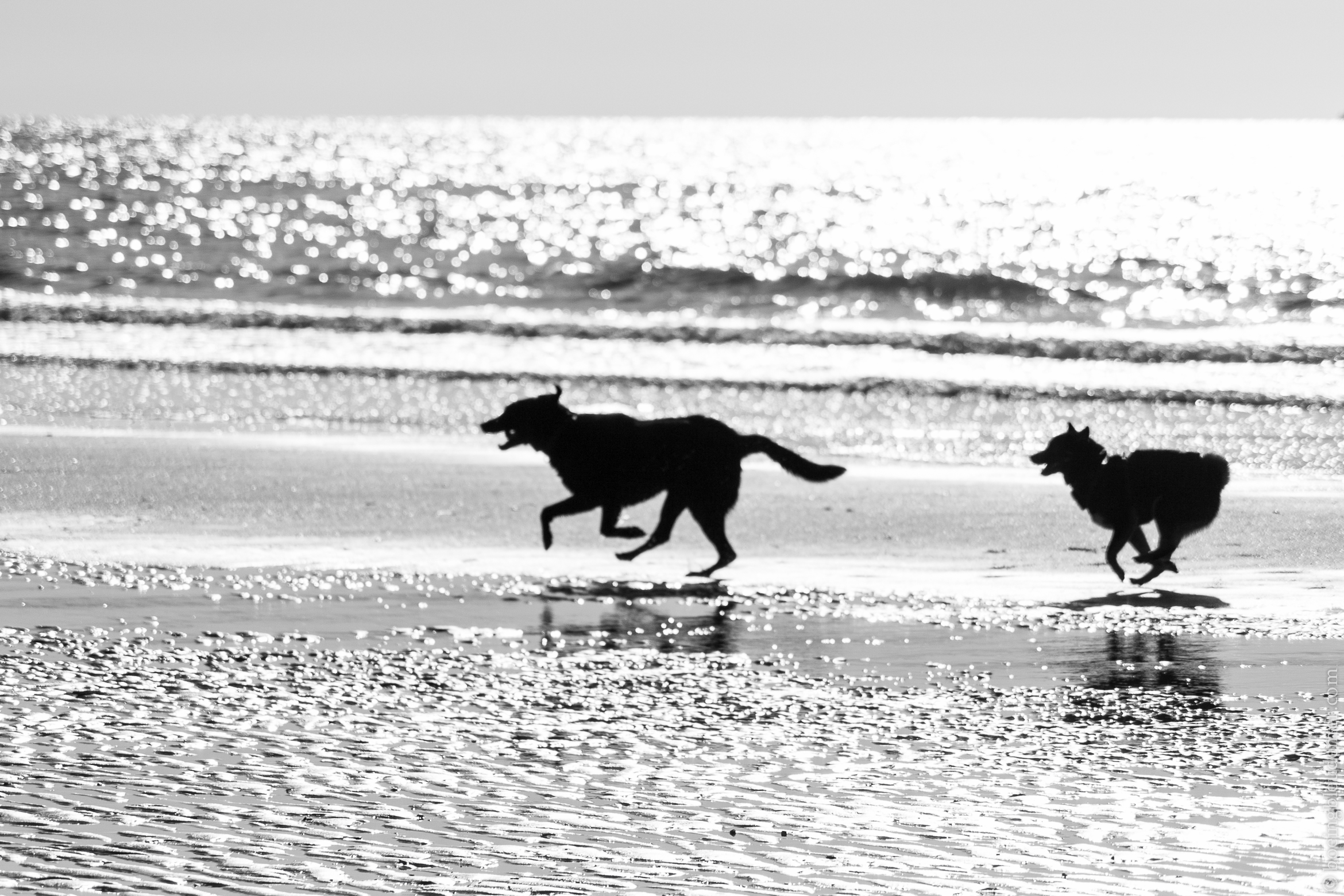 Deux chiens courant sur une plage de Normandie, France