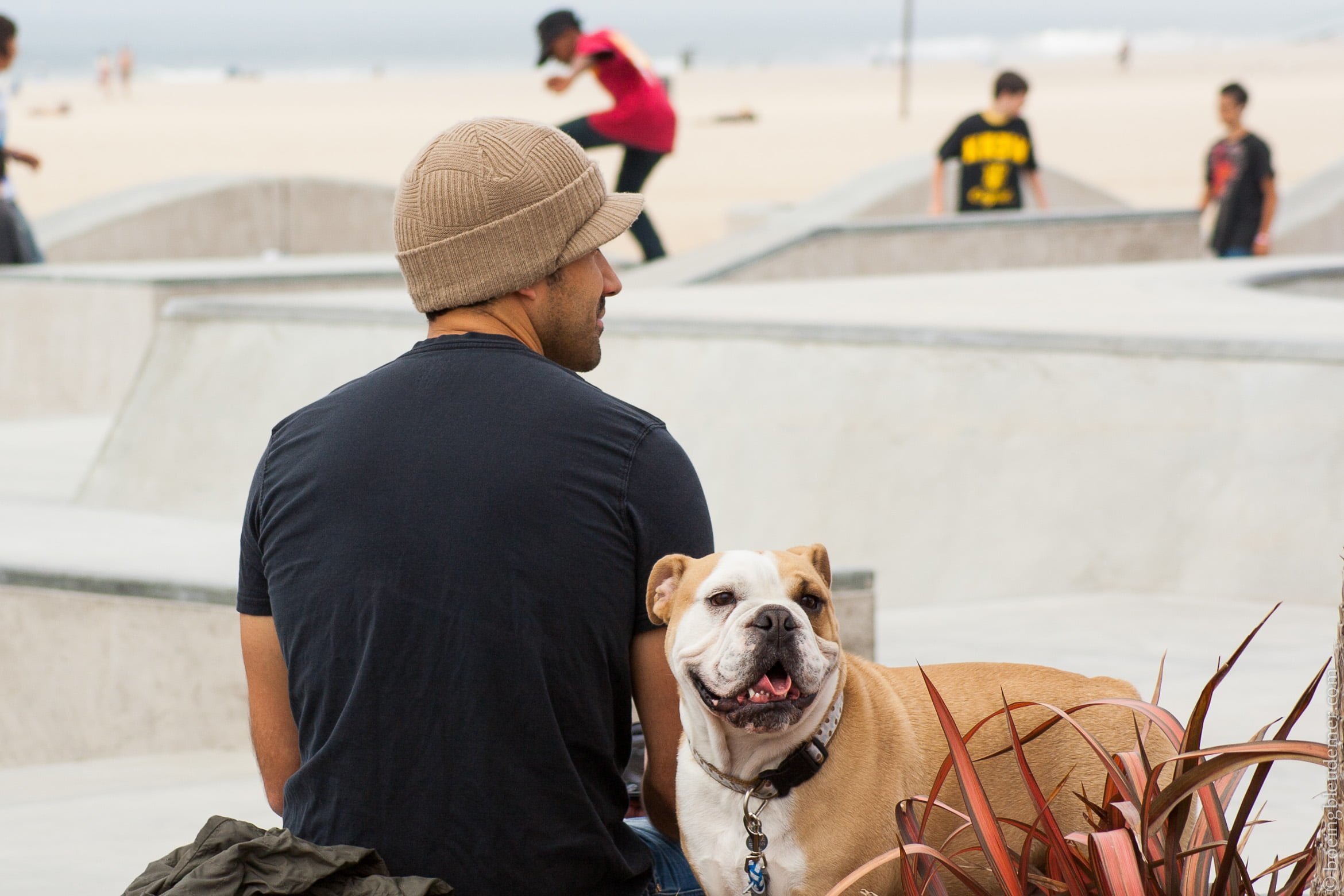 Bouledogue américain en Californie