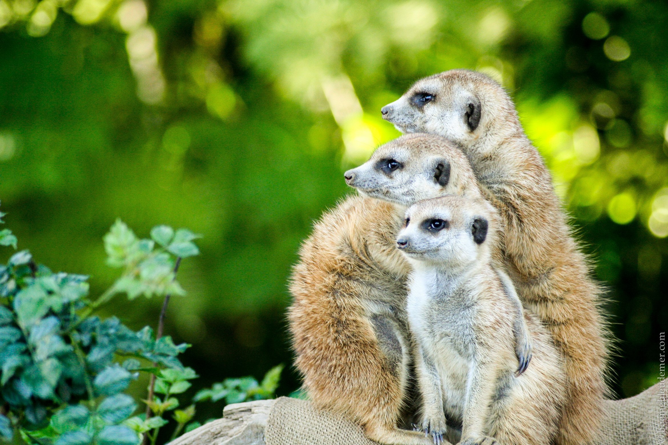 Famille de suricats au zoo de San Diego