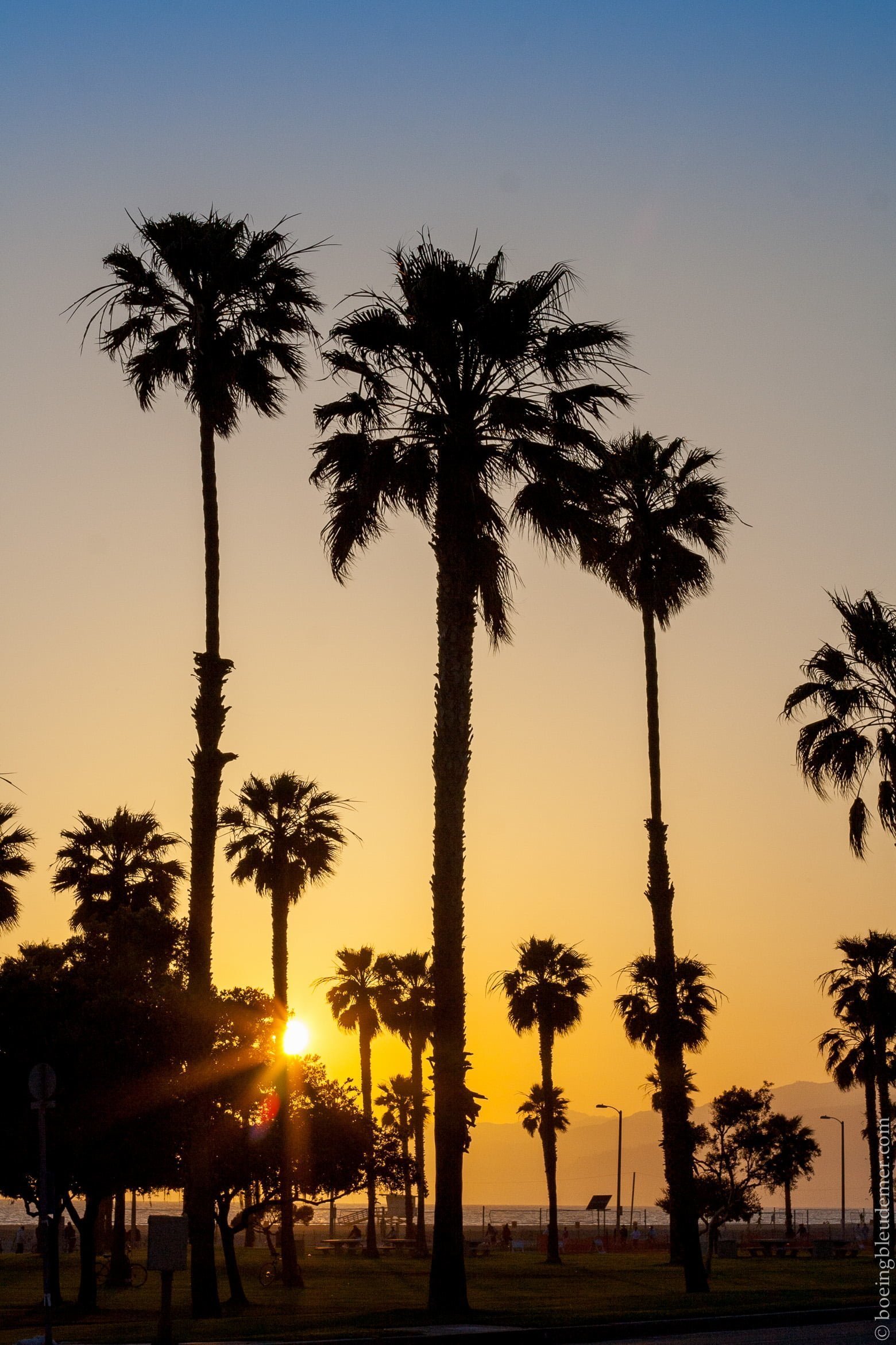 I used to be pretty: palmiers de Californie