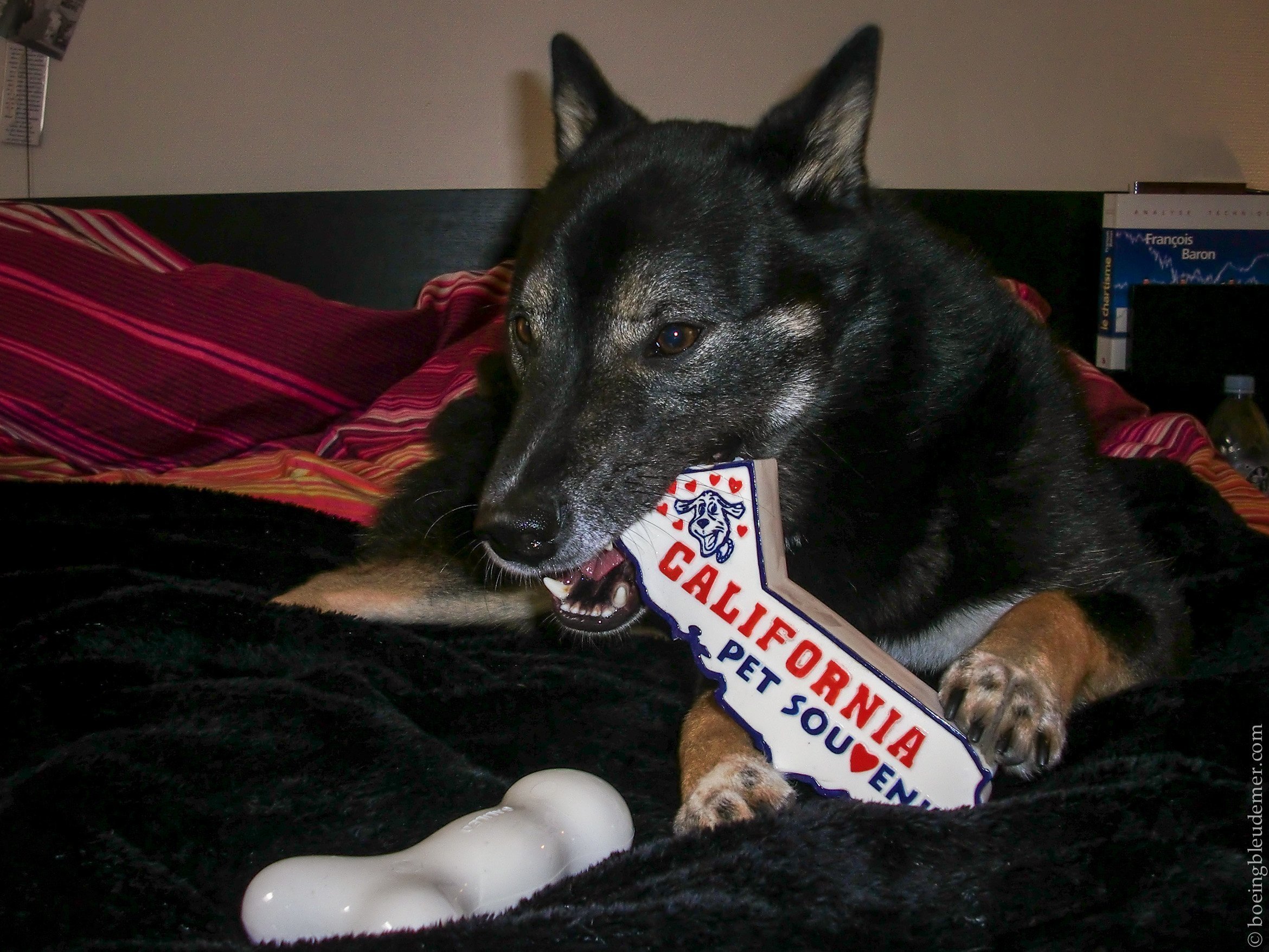 California Pet Souvenir