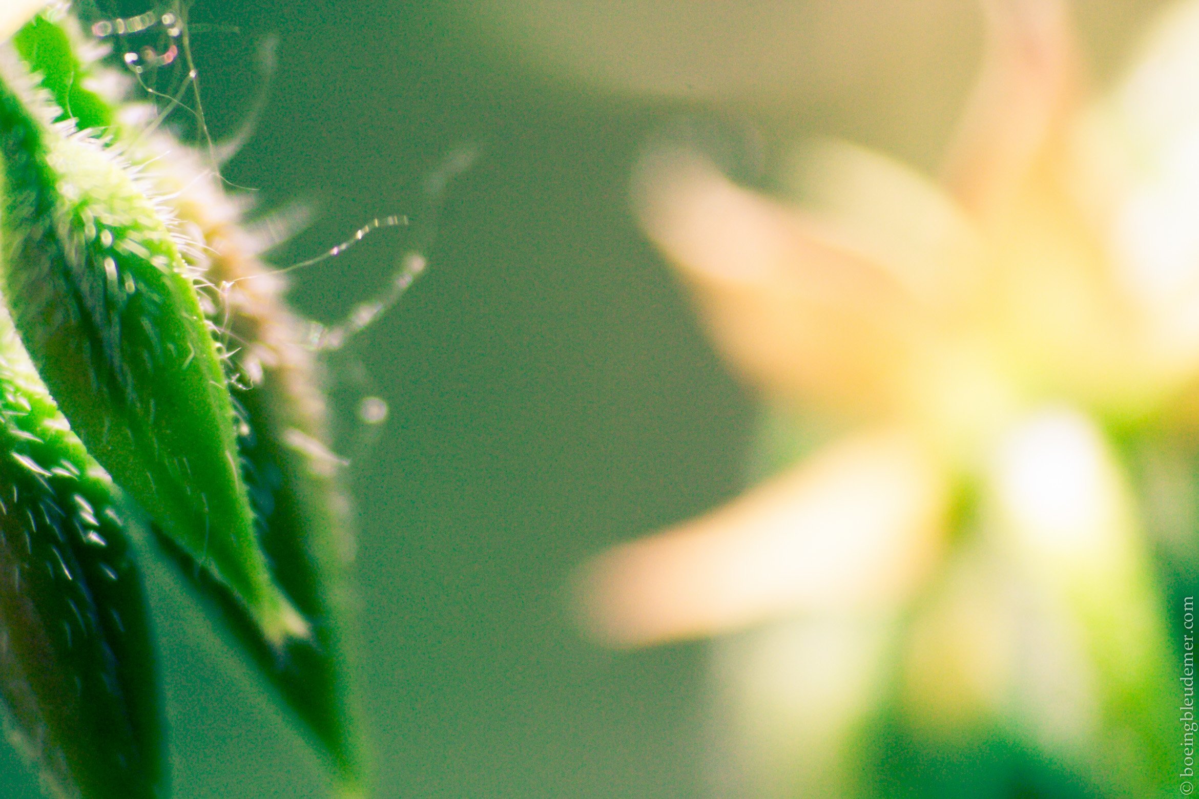 Macro bourgeon de géranium