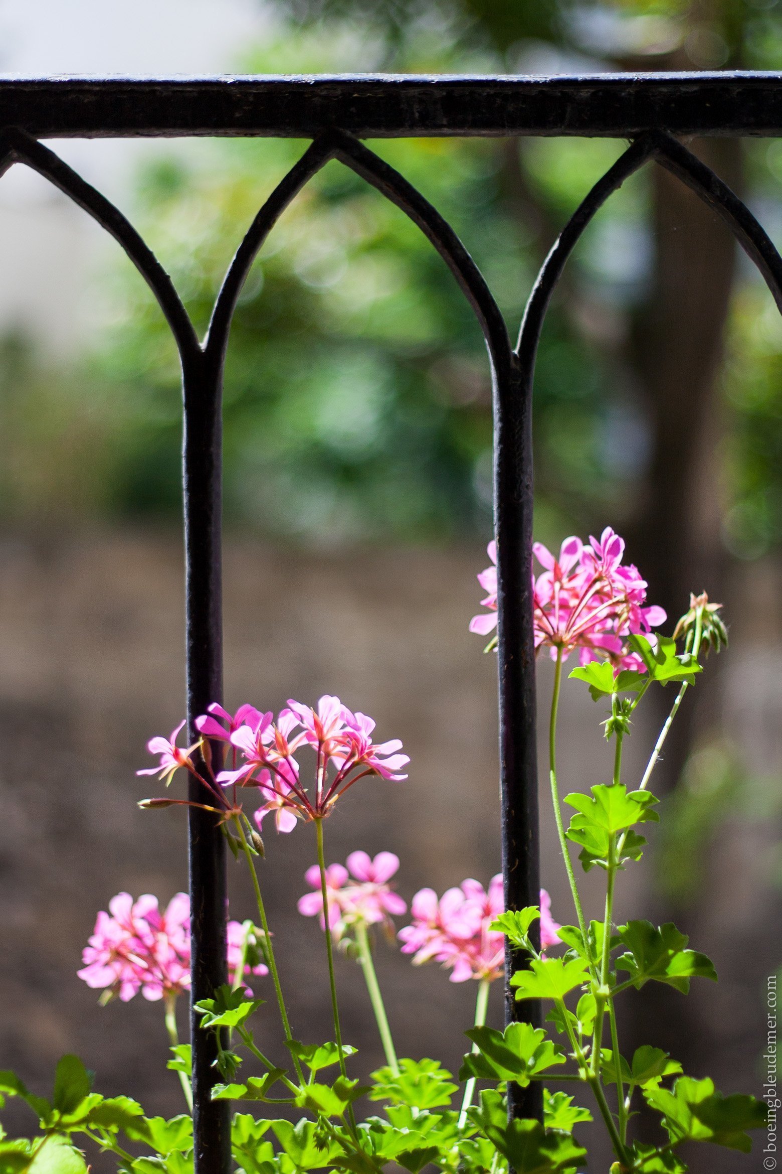 Des géraniums à ma fenêtre