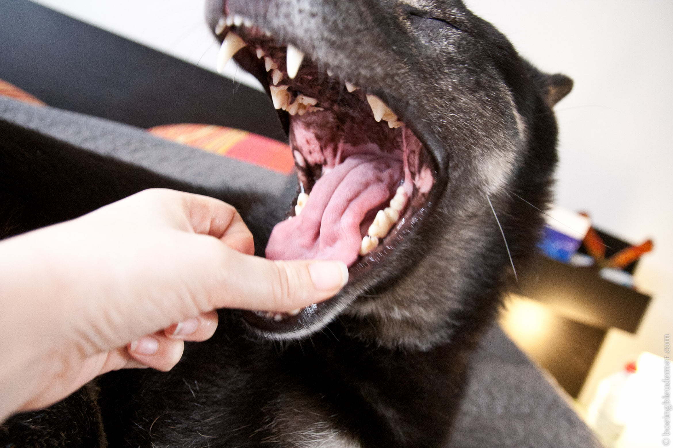 Sunday's gone to the dog-2