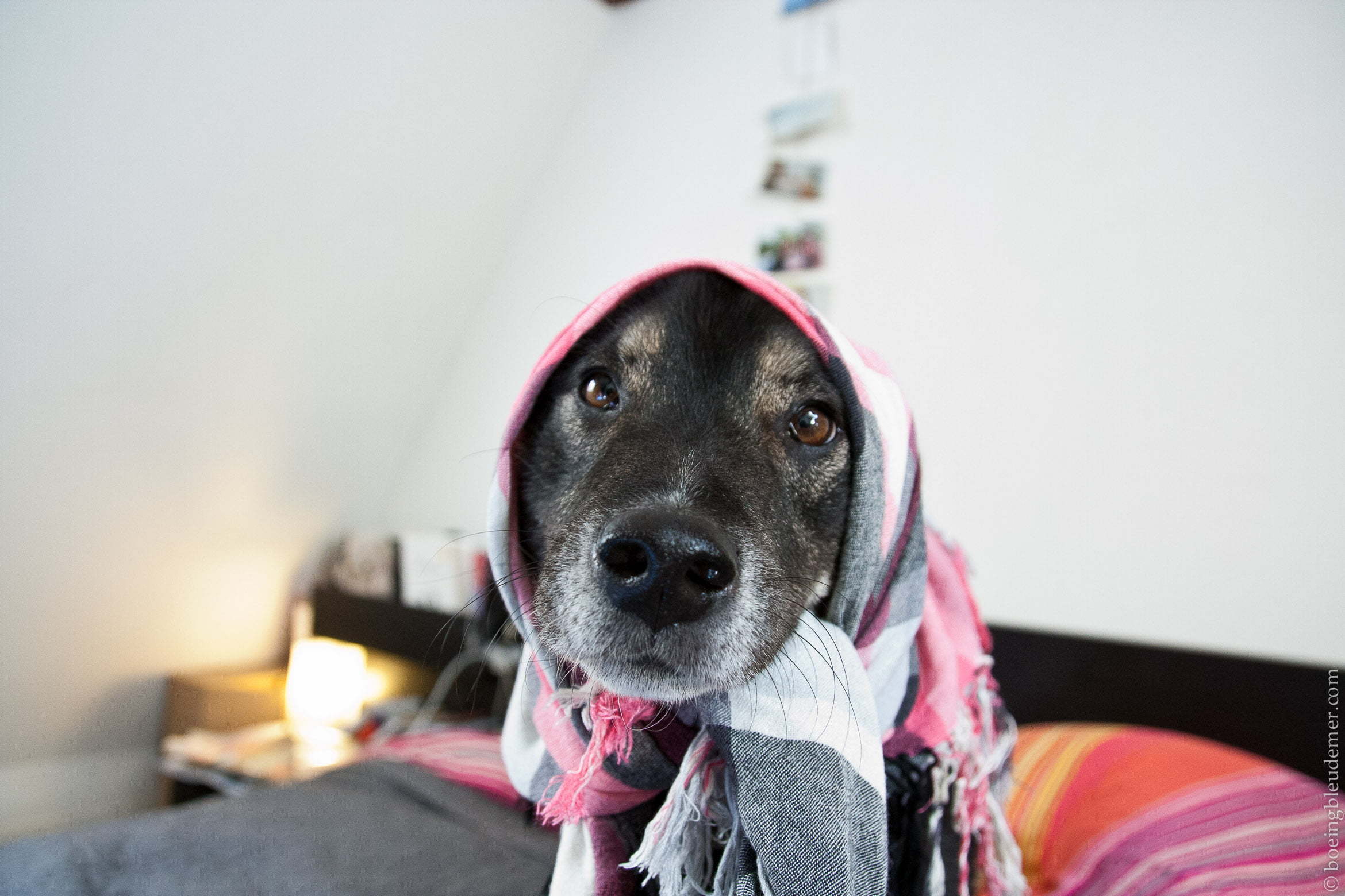 Sunday's gone to the dog-4