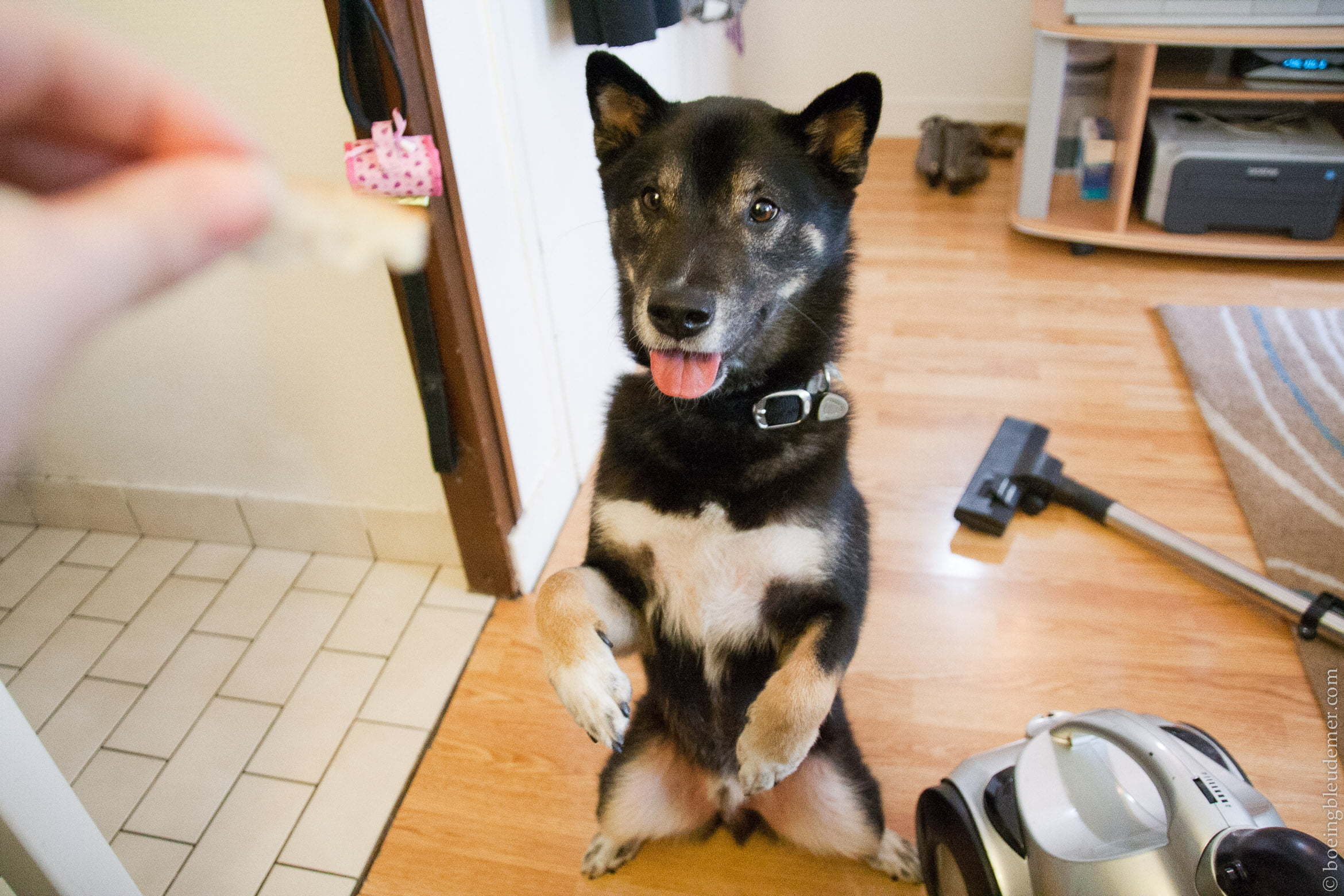 Sunday's gone to the dog-5