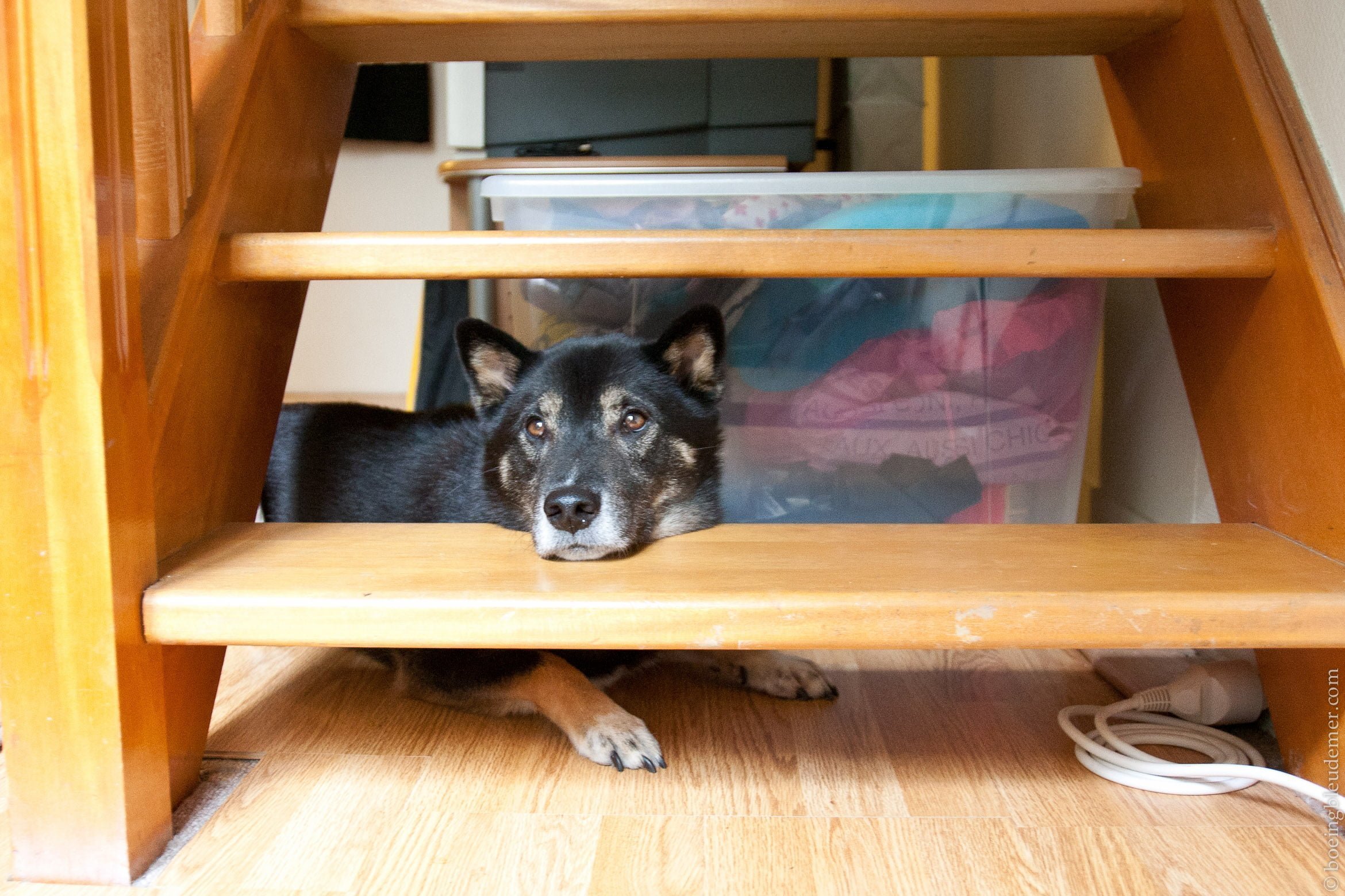 Sunday's gone to the dog-6