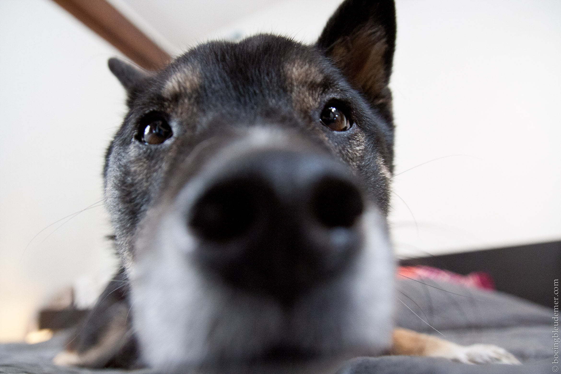 Sunday's gone to the dog-3