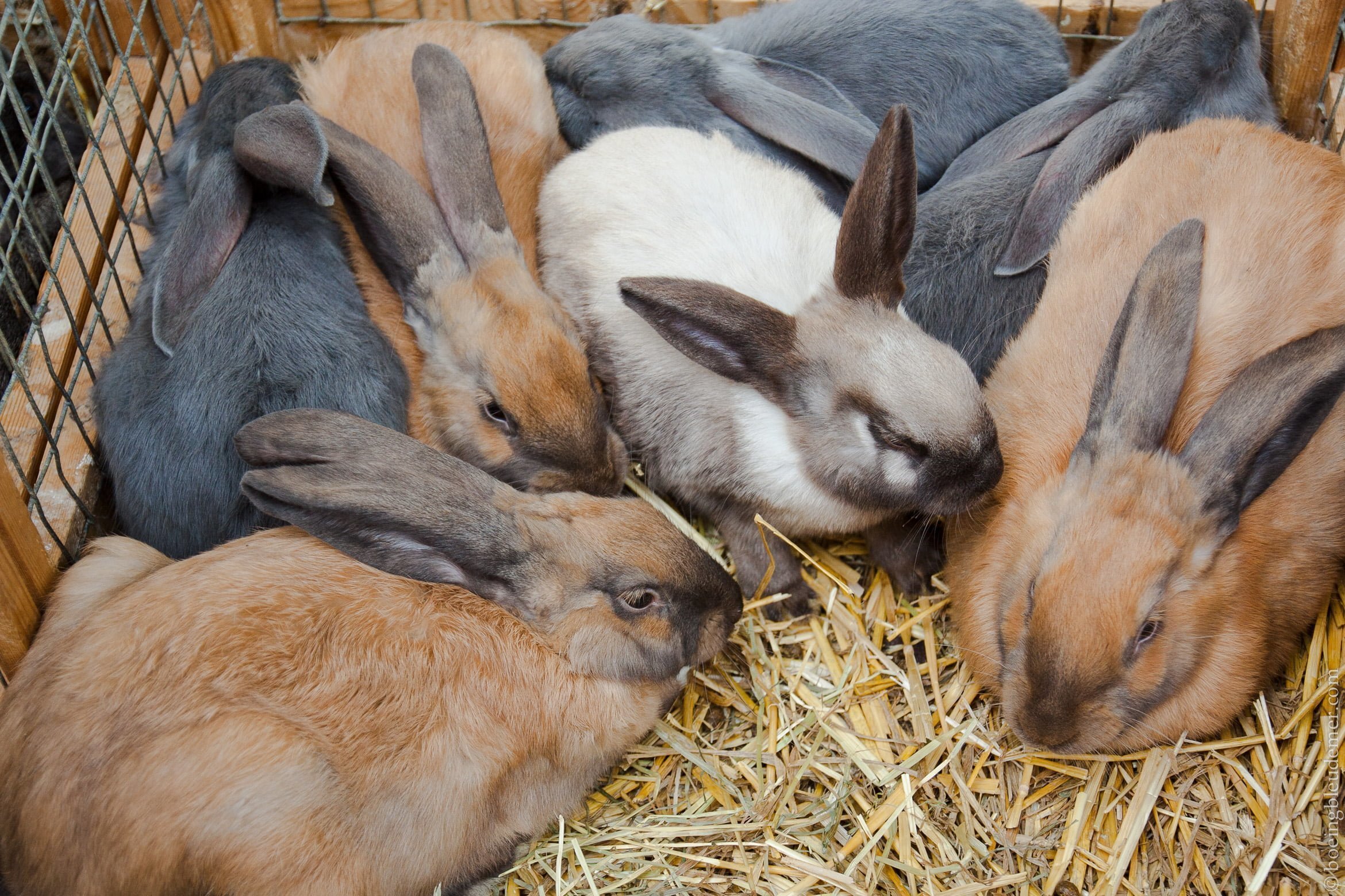 Lapins au marché de Bruges