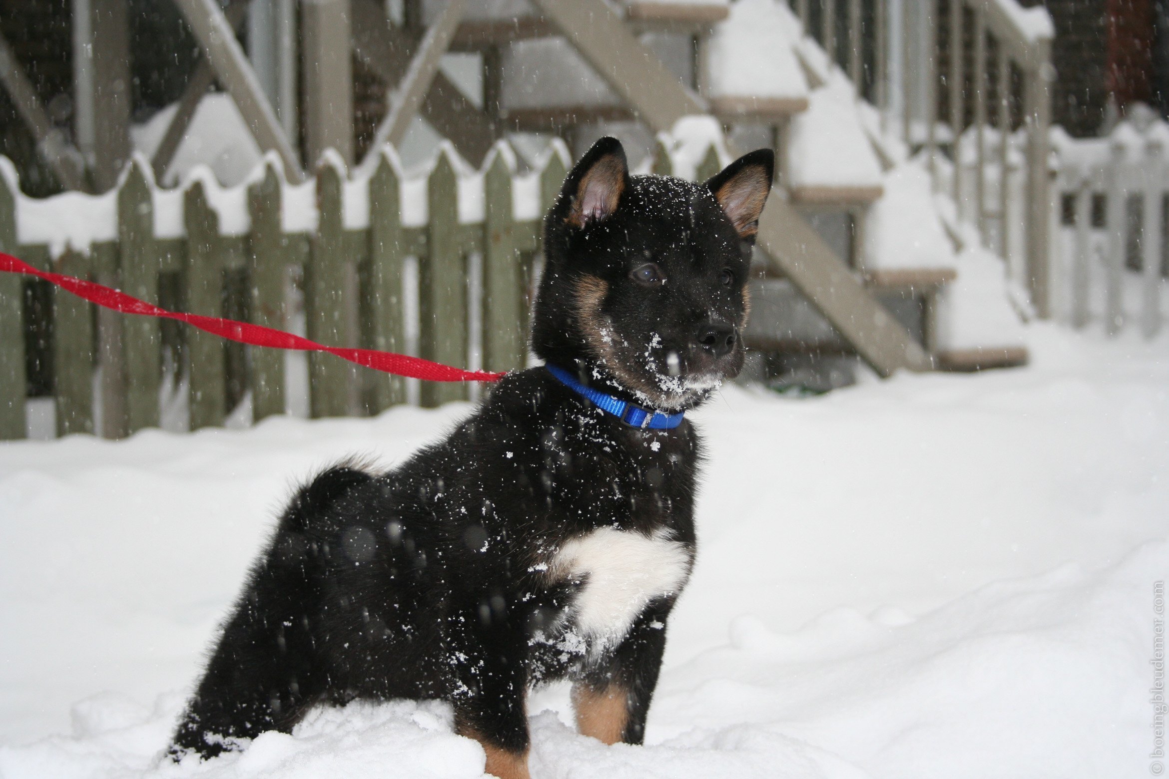 Akira dans la neige