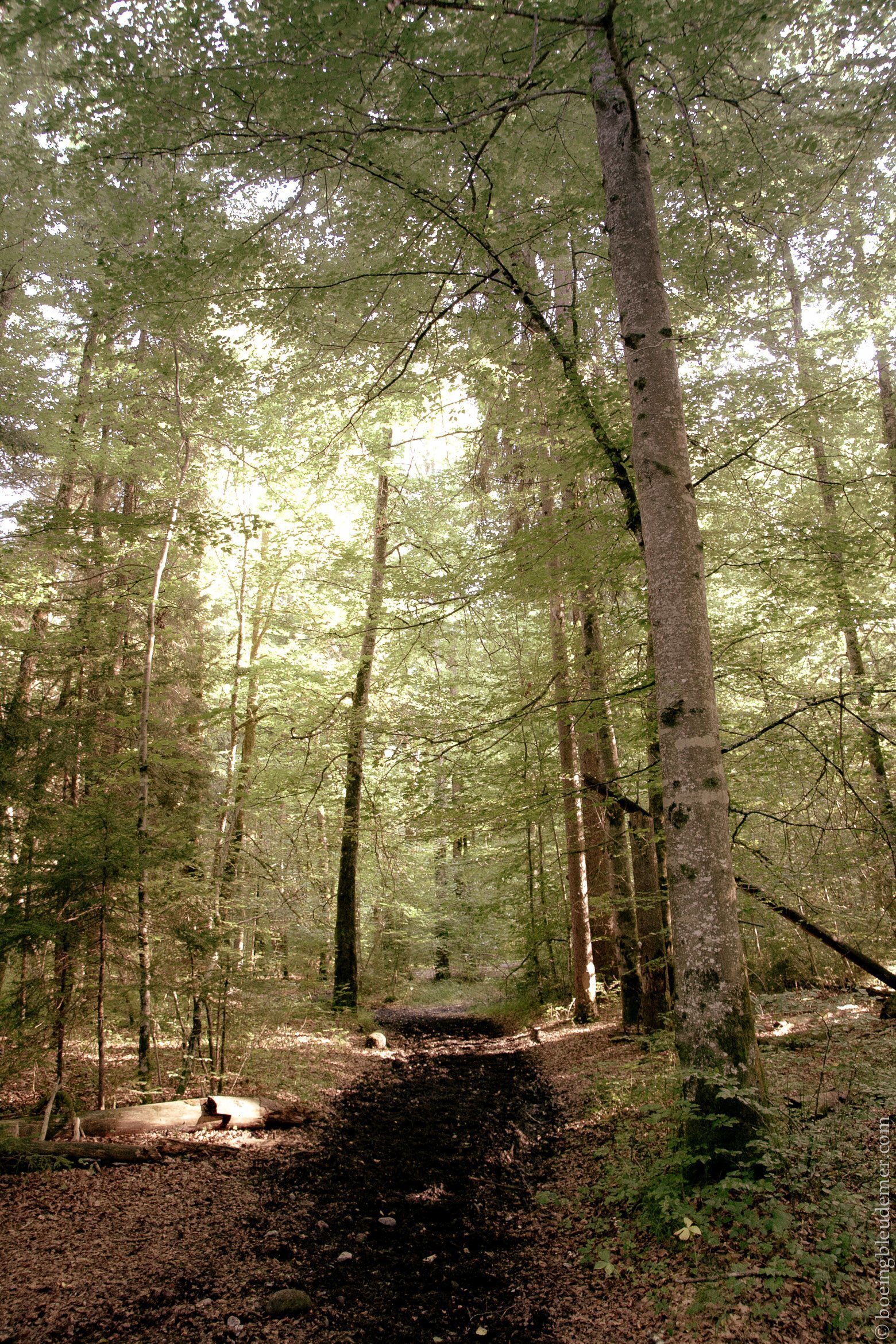 [Septembre] Promenons-nous dans les bois