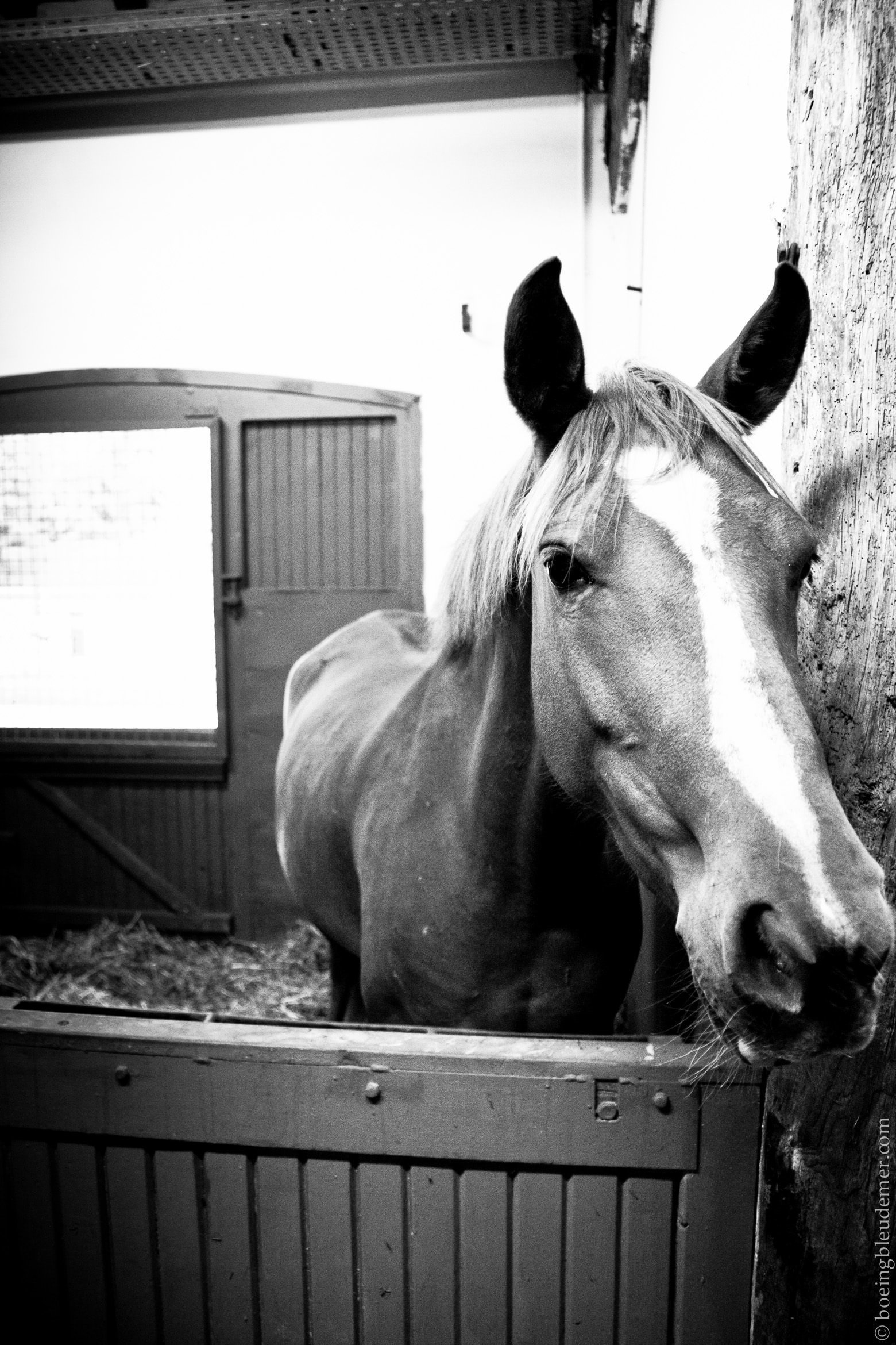 J&rsquo;aime caresser le nez des chevaux