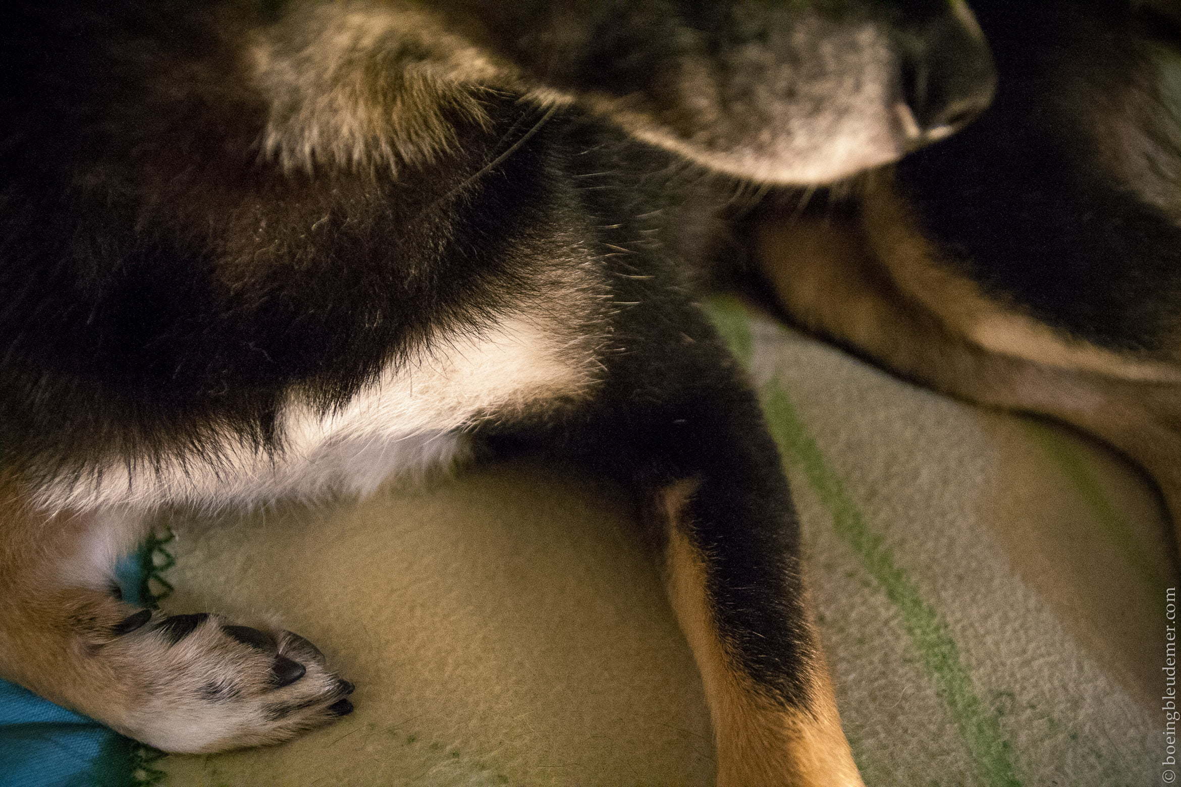 Monsieur Akira est malade