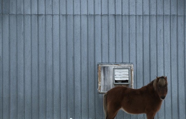 Bestiaire, un film de Denis Côté