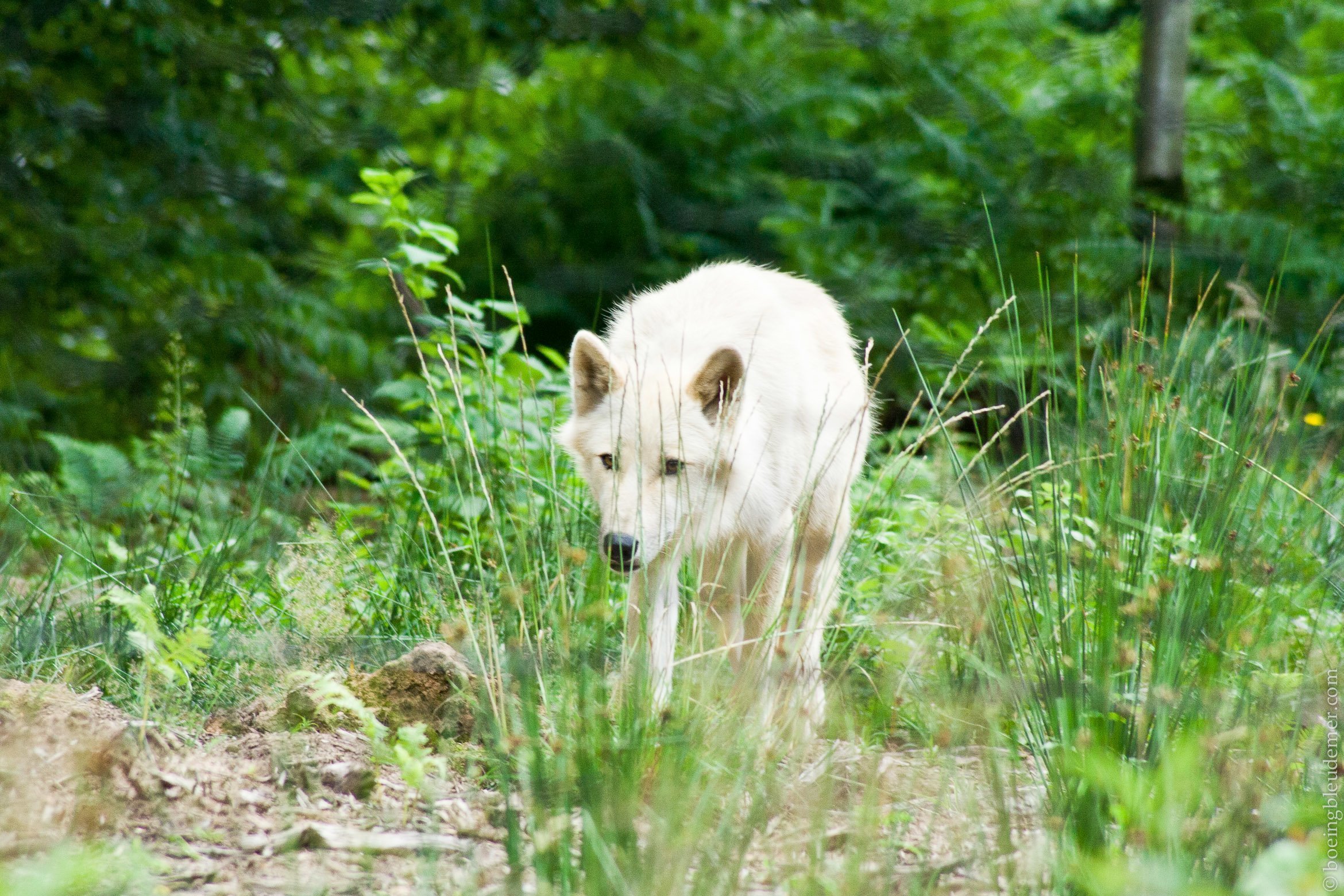 Parc des loups de Merzig, Allemagne