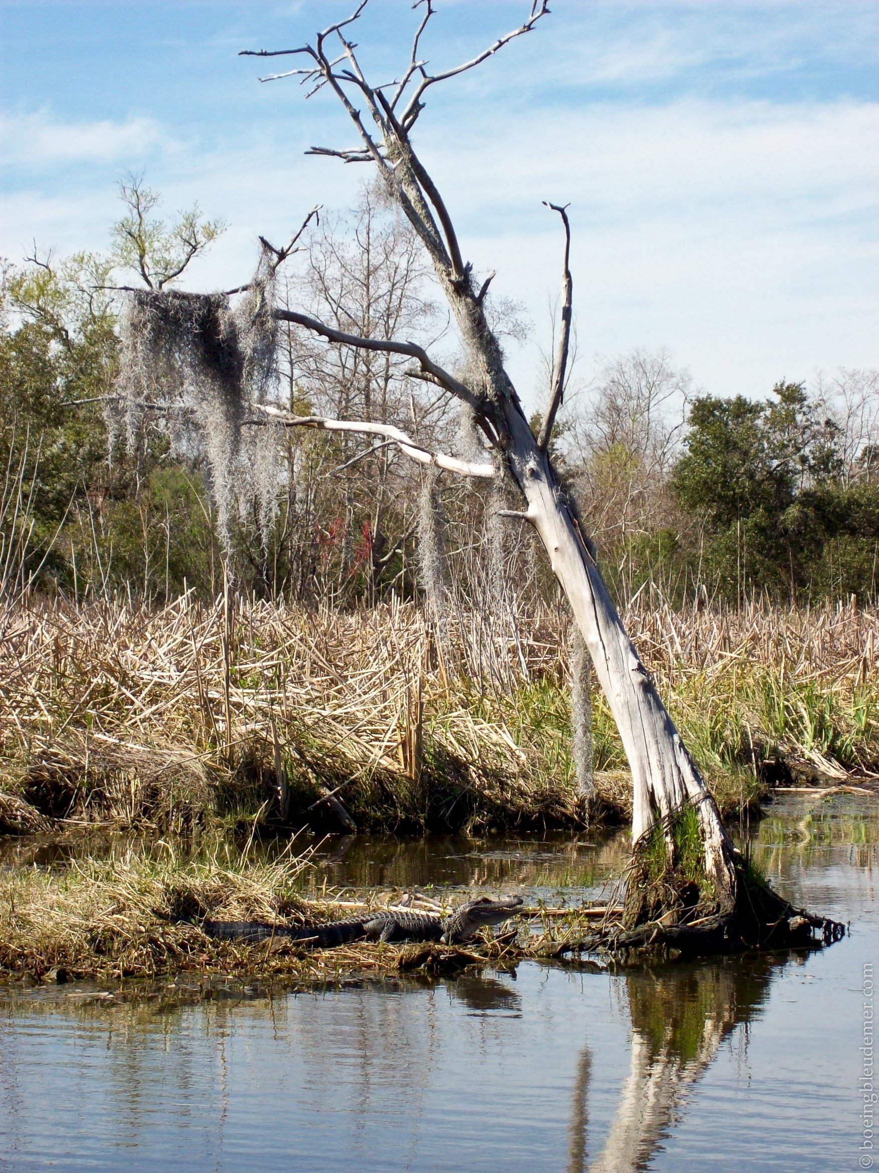 An airboat ride in Louisianna's swamps