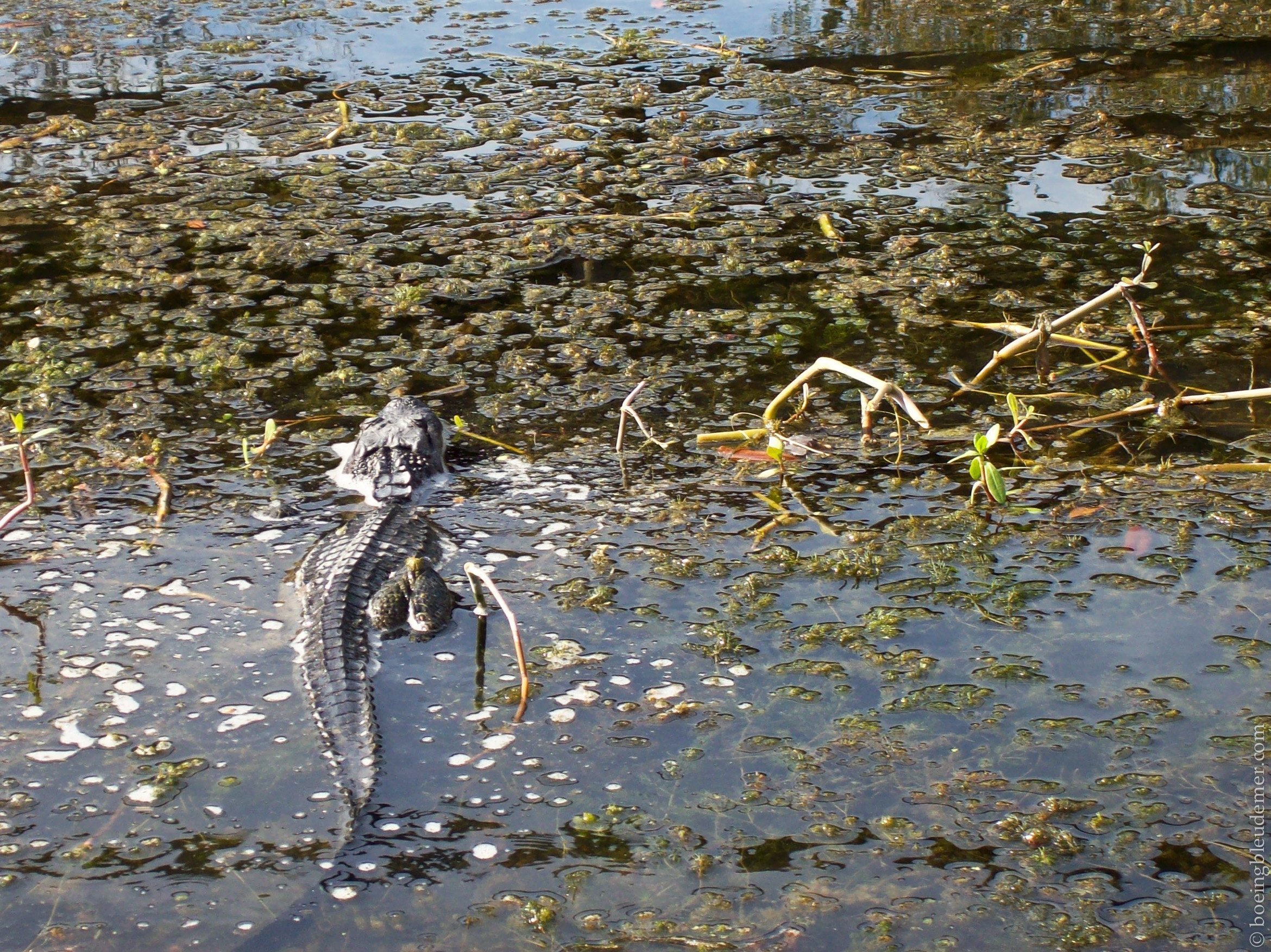An alligator swimming in the bayou 