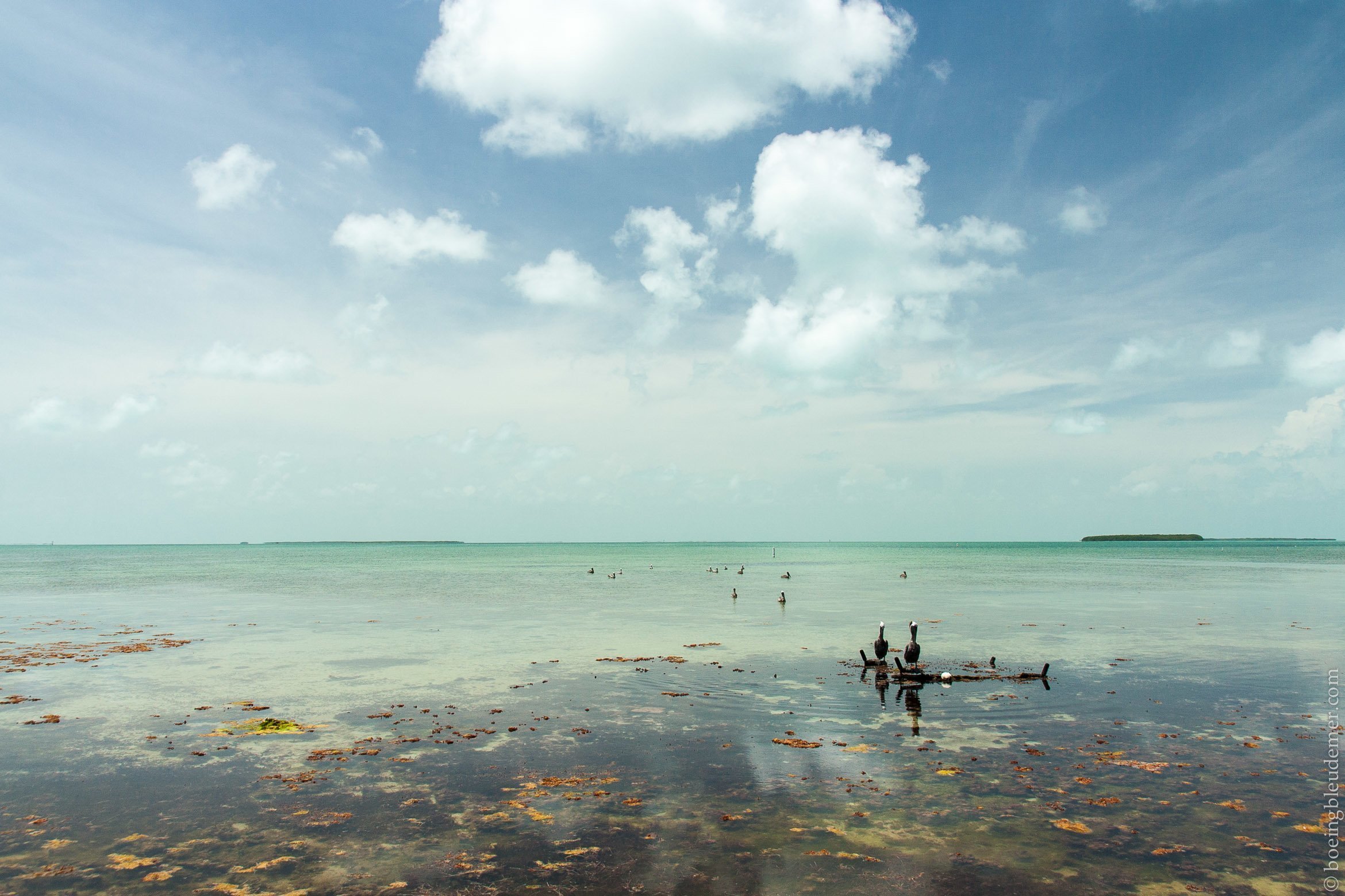 Pélicans dans les Keys de Floride, USA