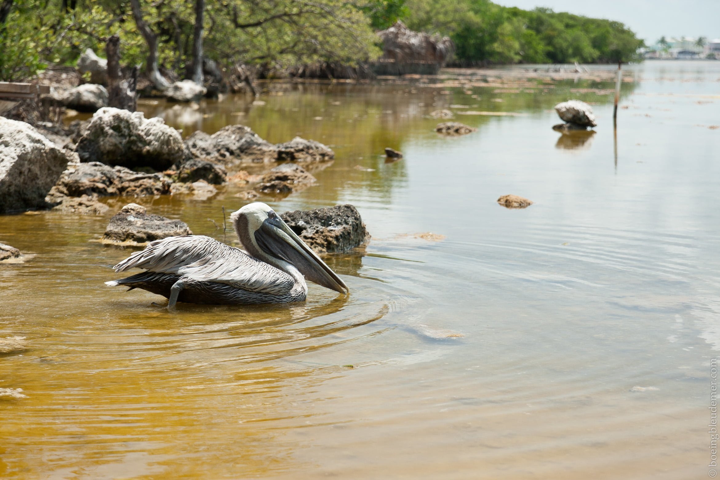 Animals in the Keys-5678