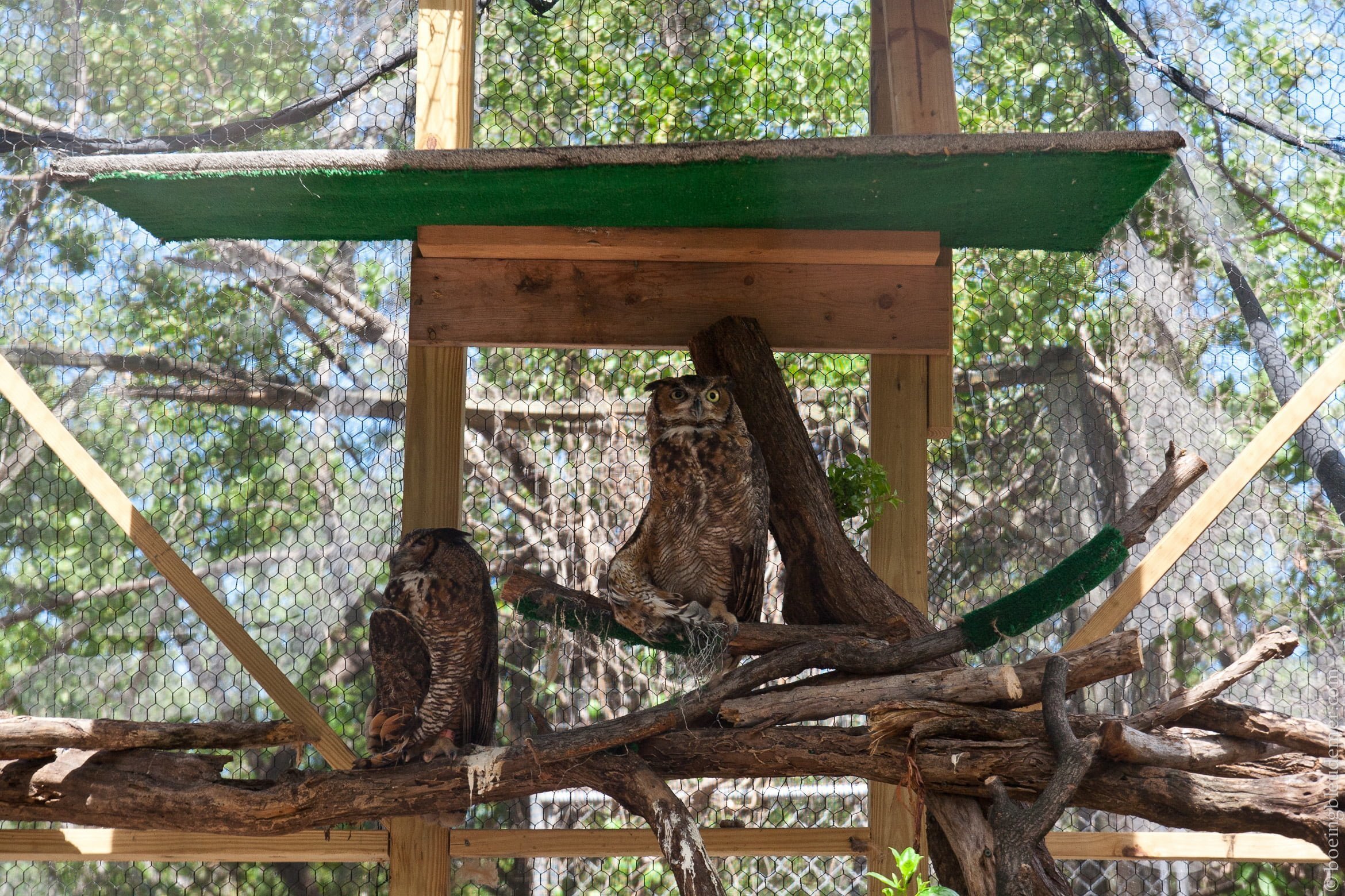 Animals in the Keys-5720
