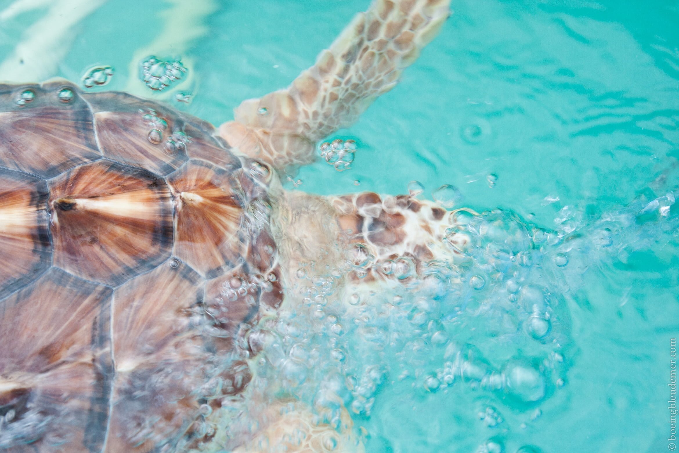 Animals in the Keys-6082