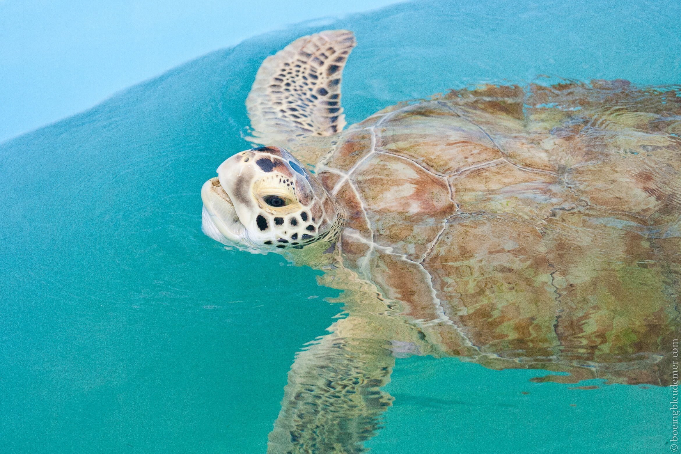 Animals in the Keys-6140