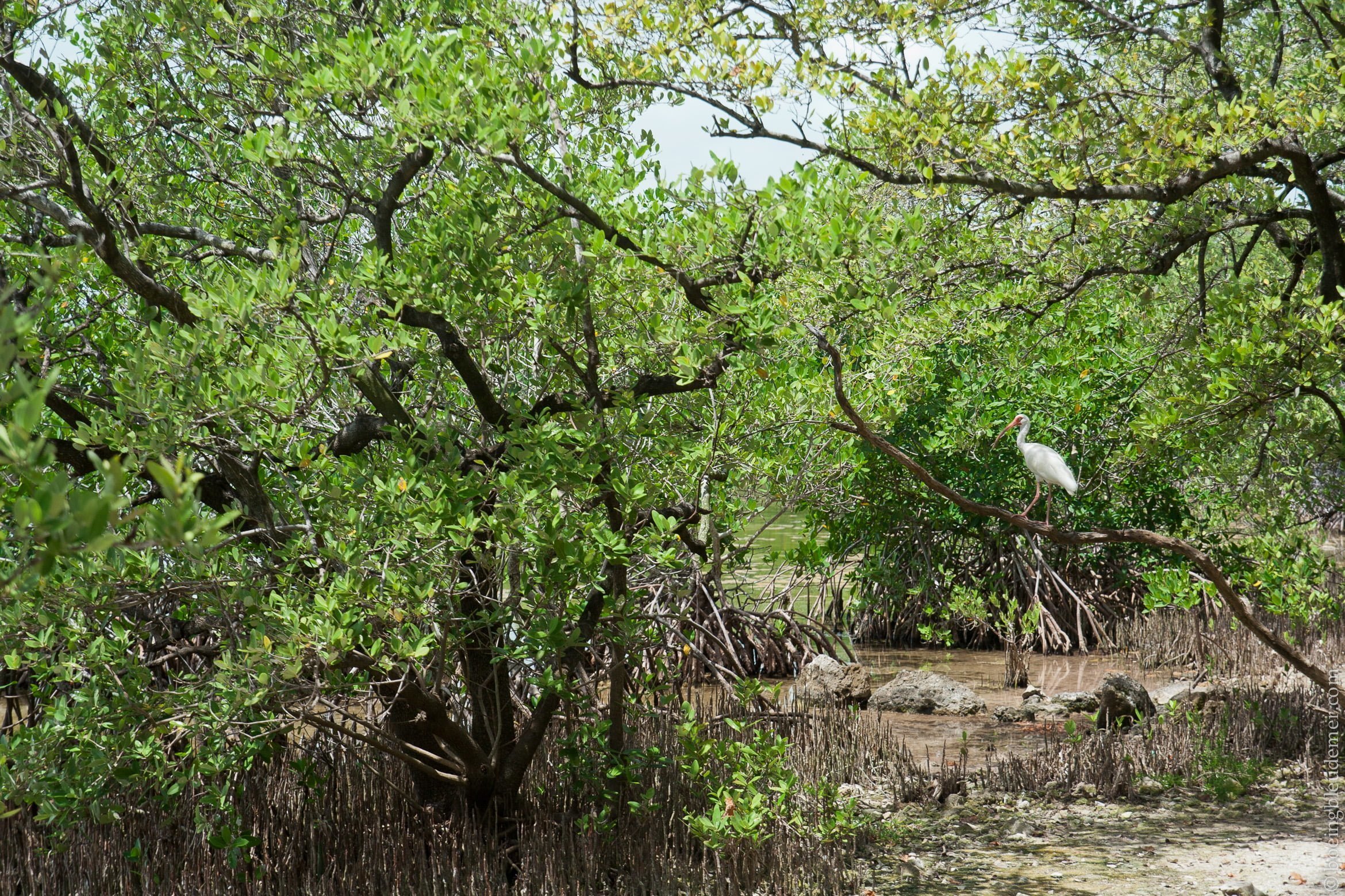 Voir des animaux de façon éthique dans les Keys