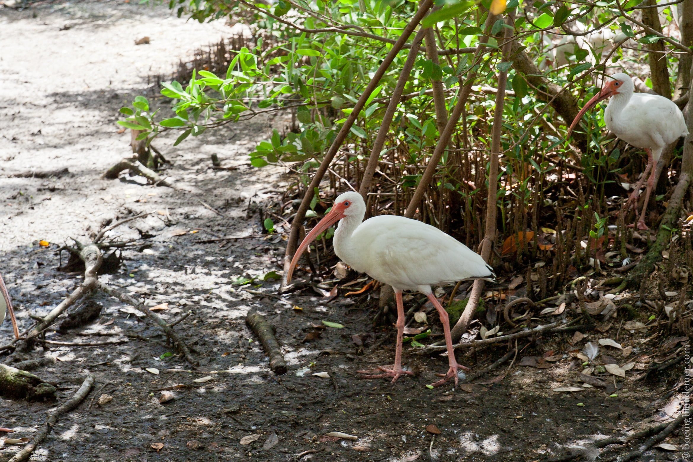 Animals in the Keys-5711