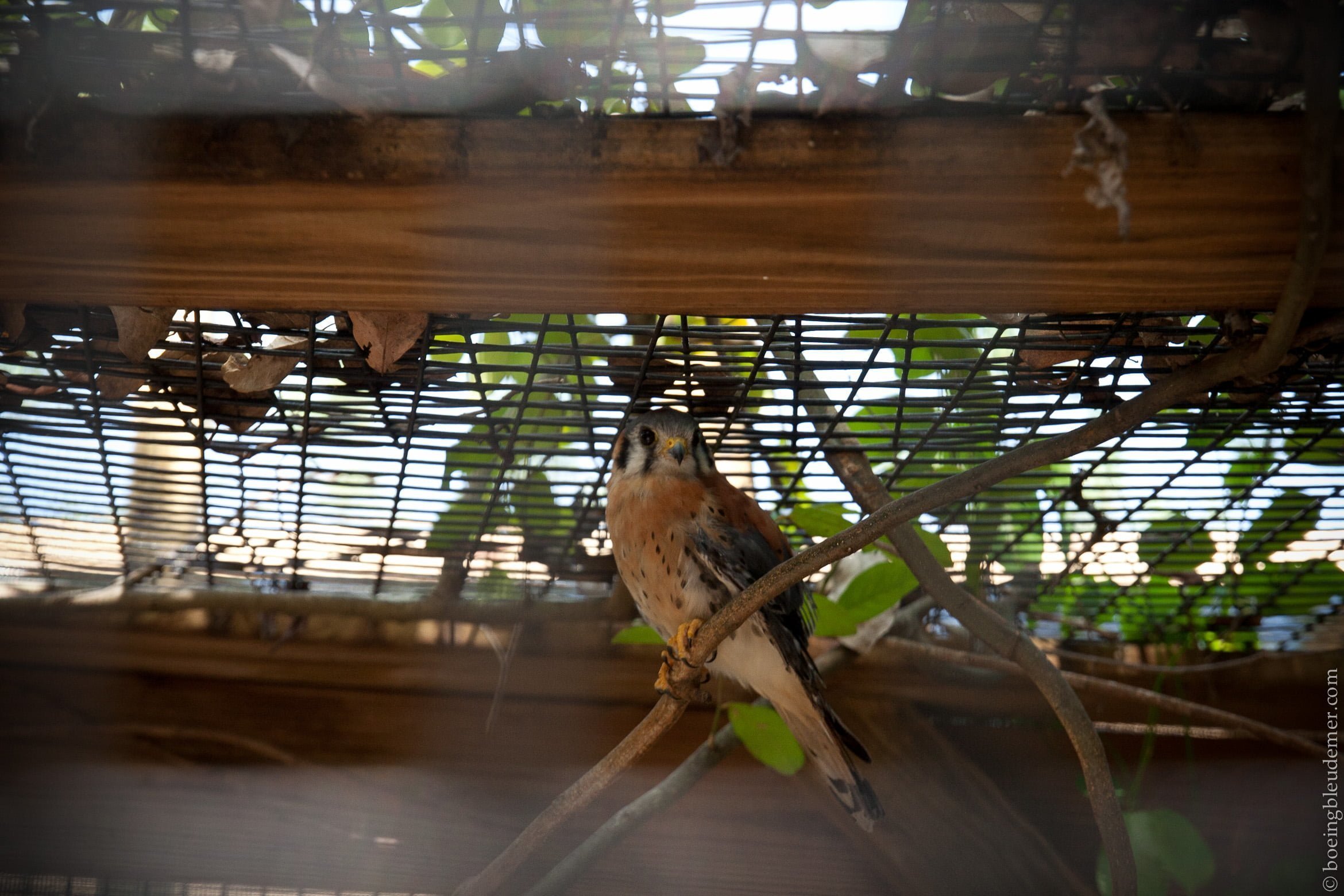Animals in the Keys-5721