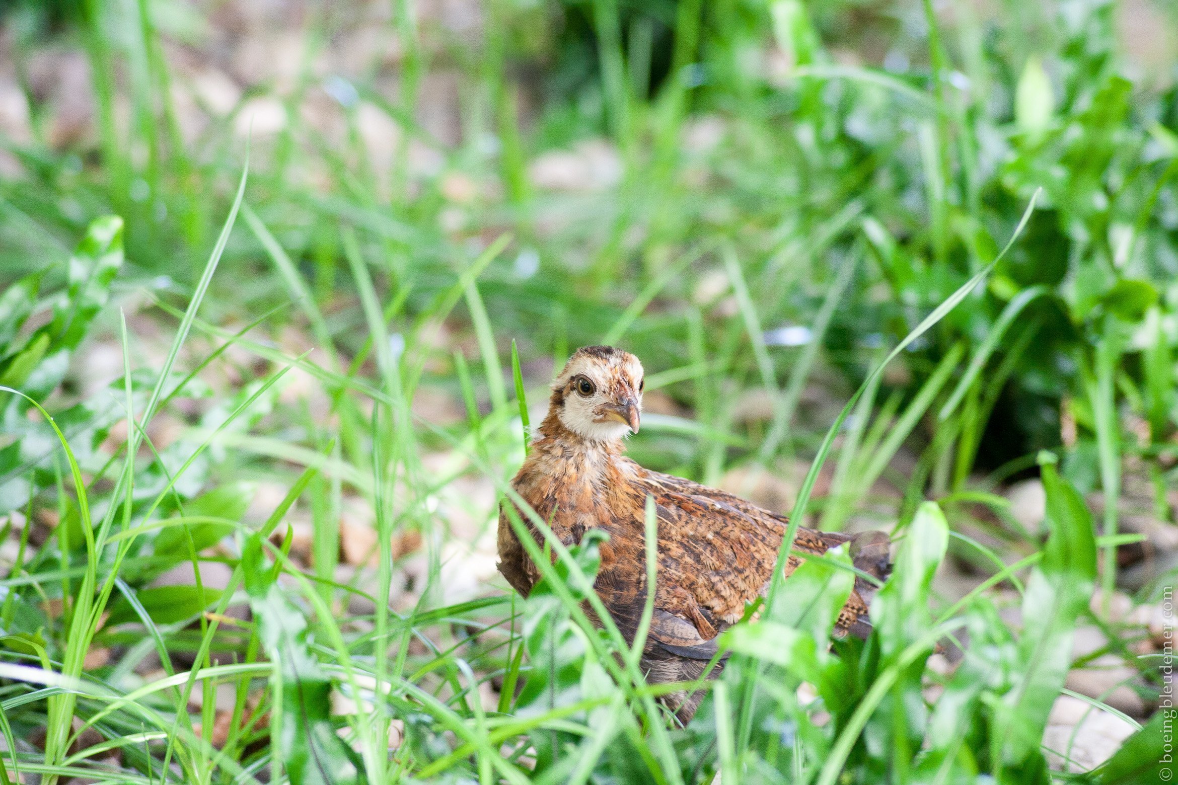 Key West, poule sauvage