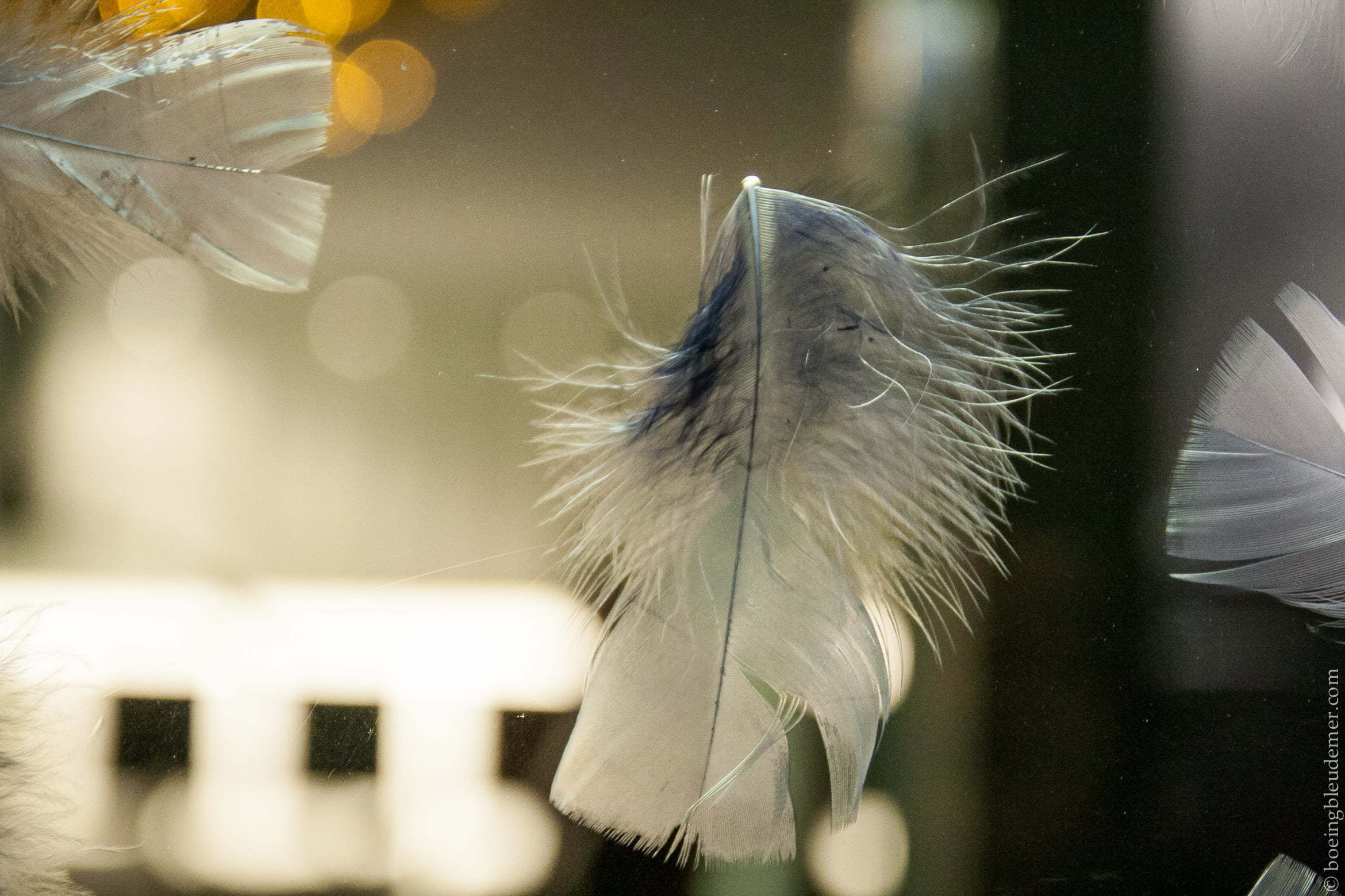 Entrez dans un monde de légendes