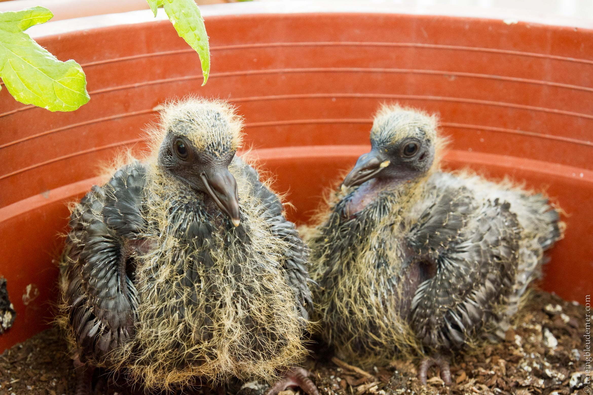 Bébés pigeons à 12 jours