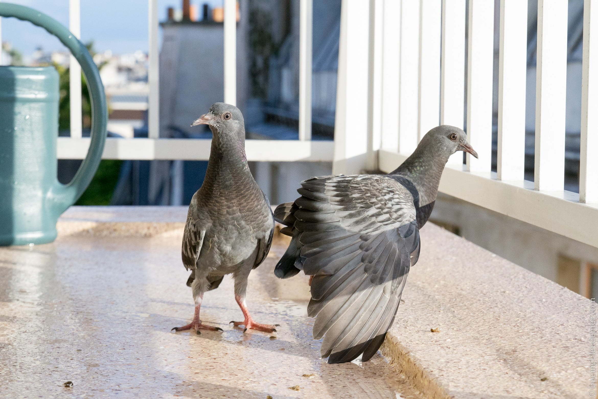 Jeunes pigeons 30 jours après leur éclosion