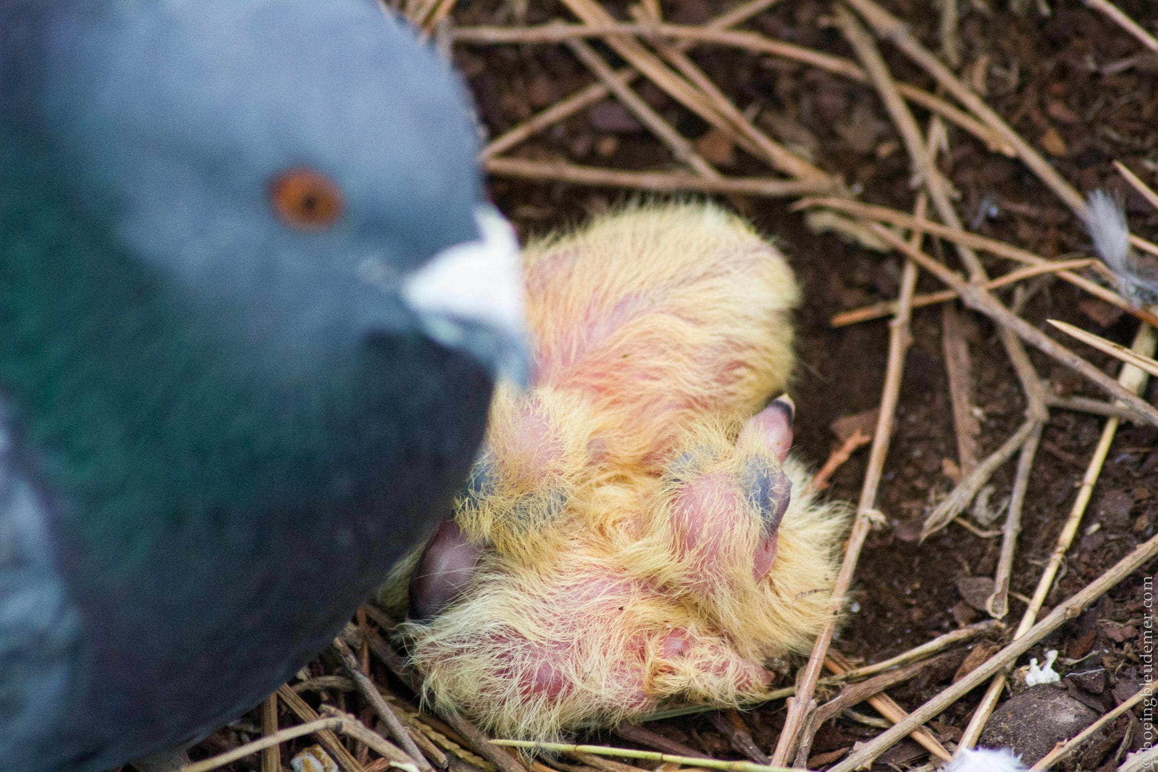 Deux poussins pigeon à un jour