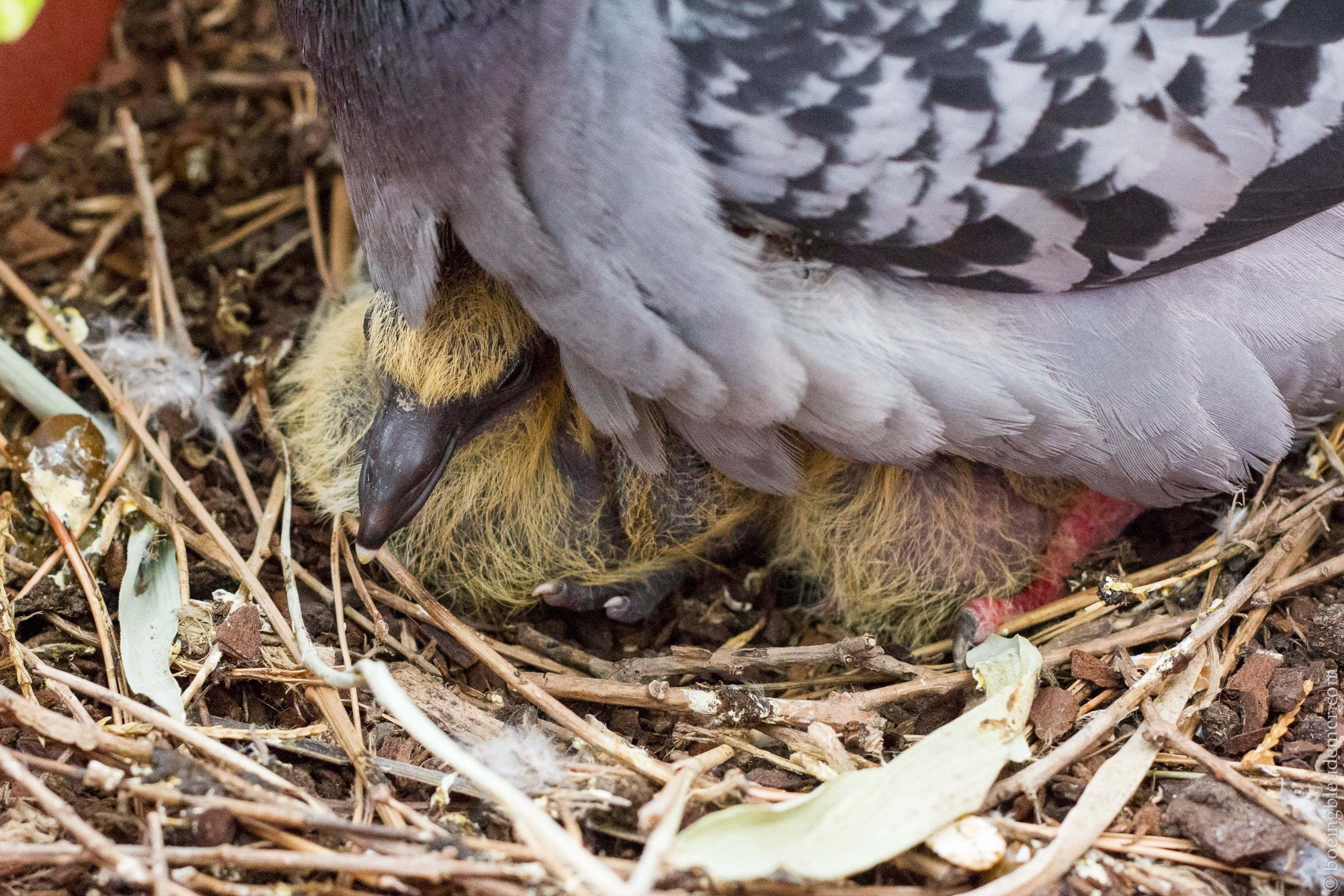 Bébé pigeons à cinq jours