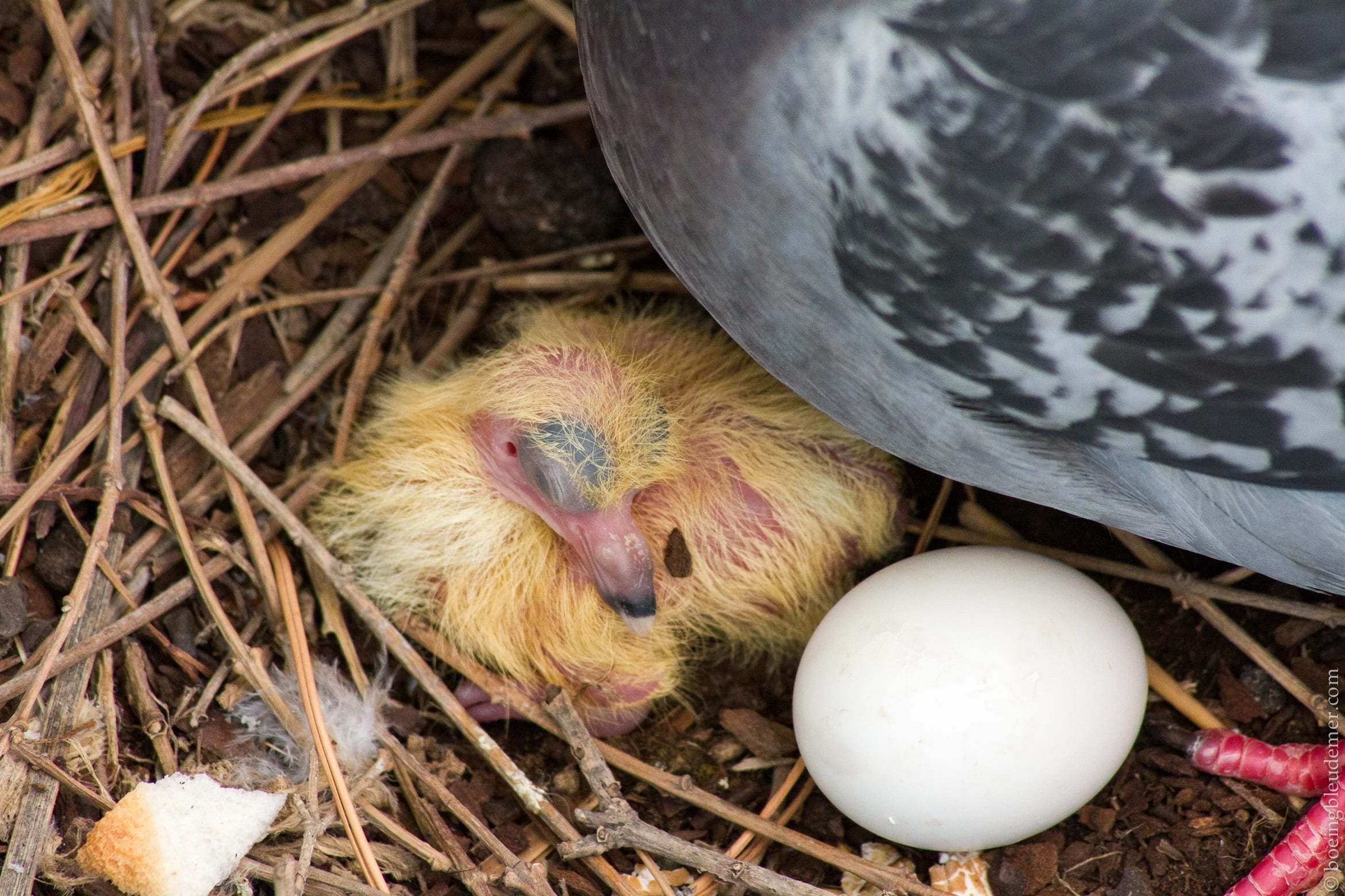 Premier pigeon né le 29 juin 2013