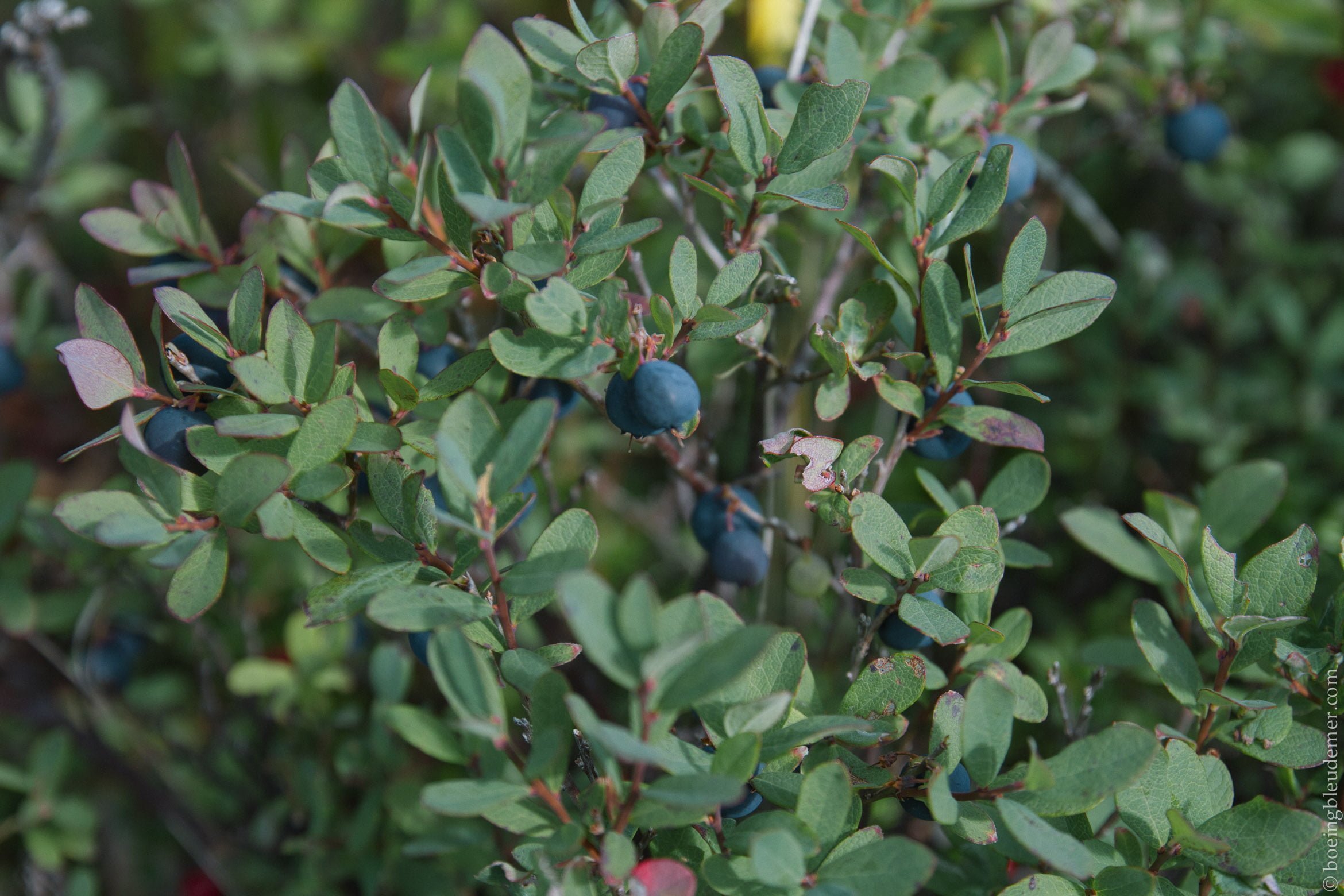 Madeleine de Proust [photo du mois de mars]