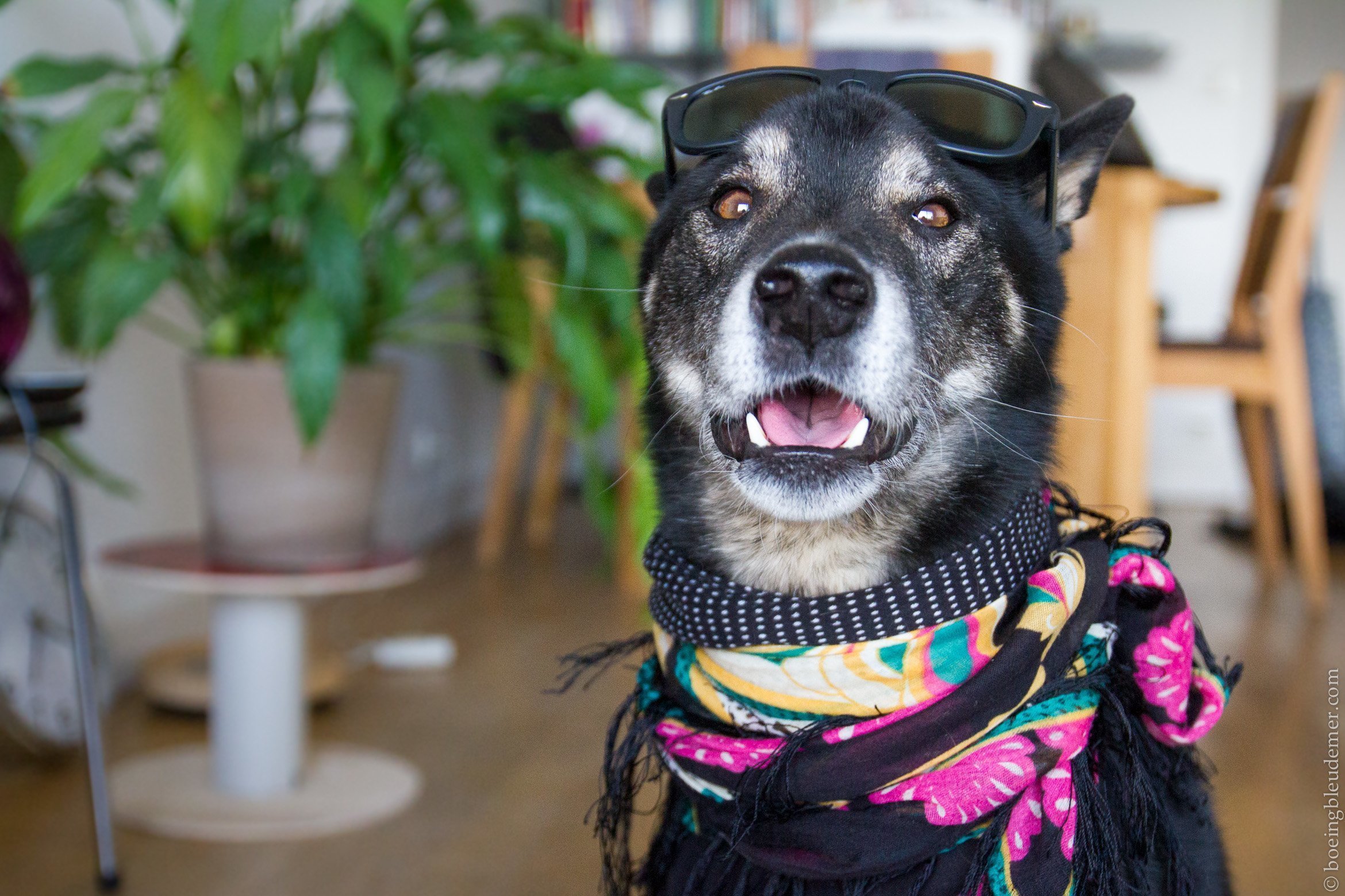 [Avril] Expression favorite