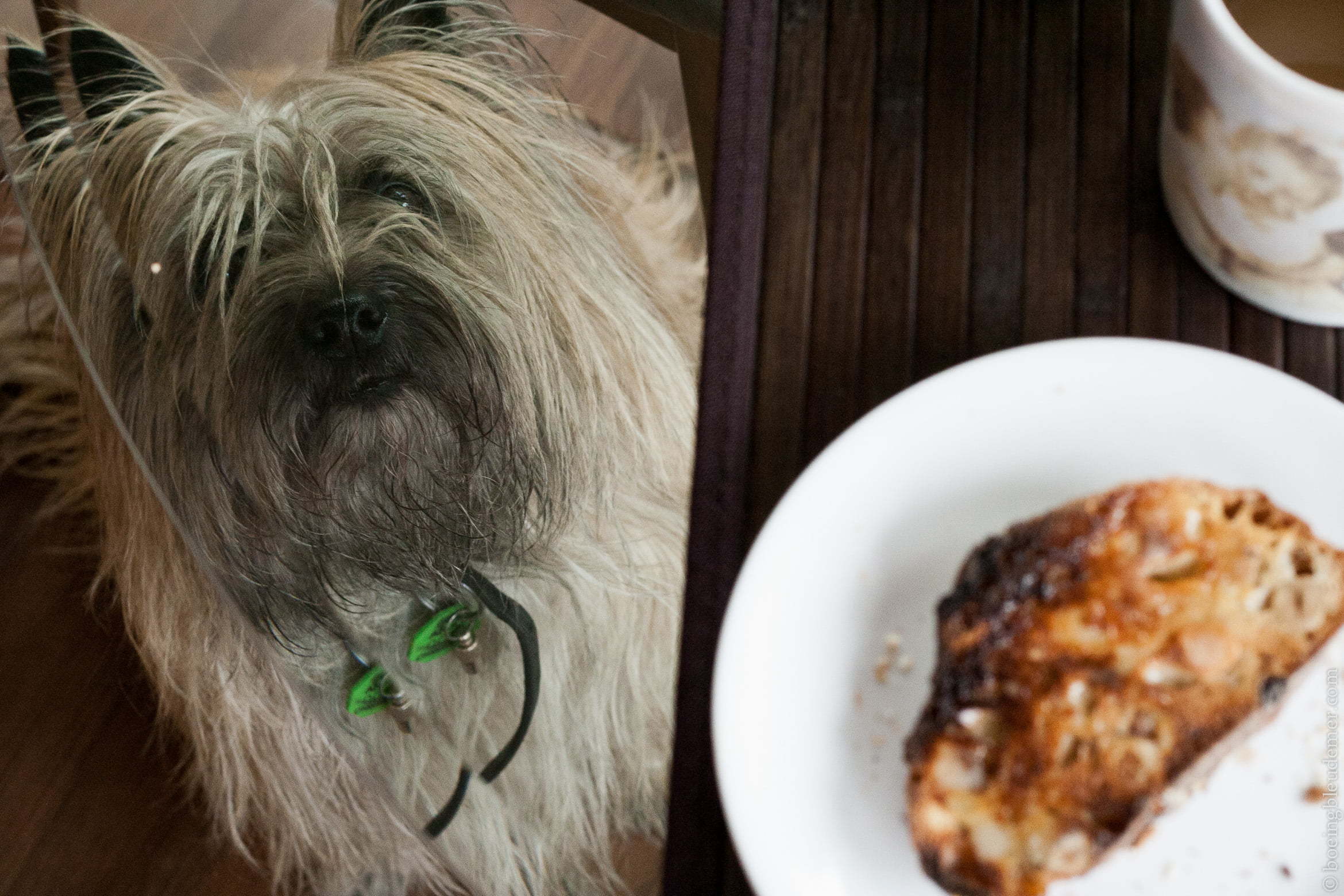 Filou quête à table