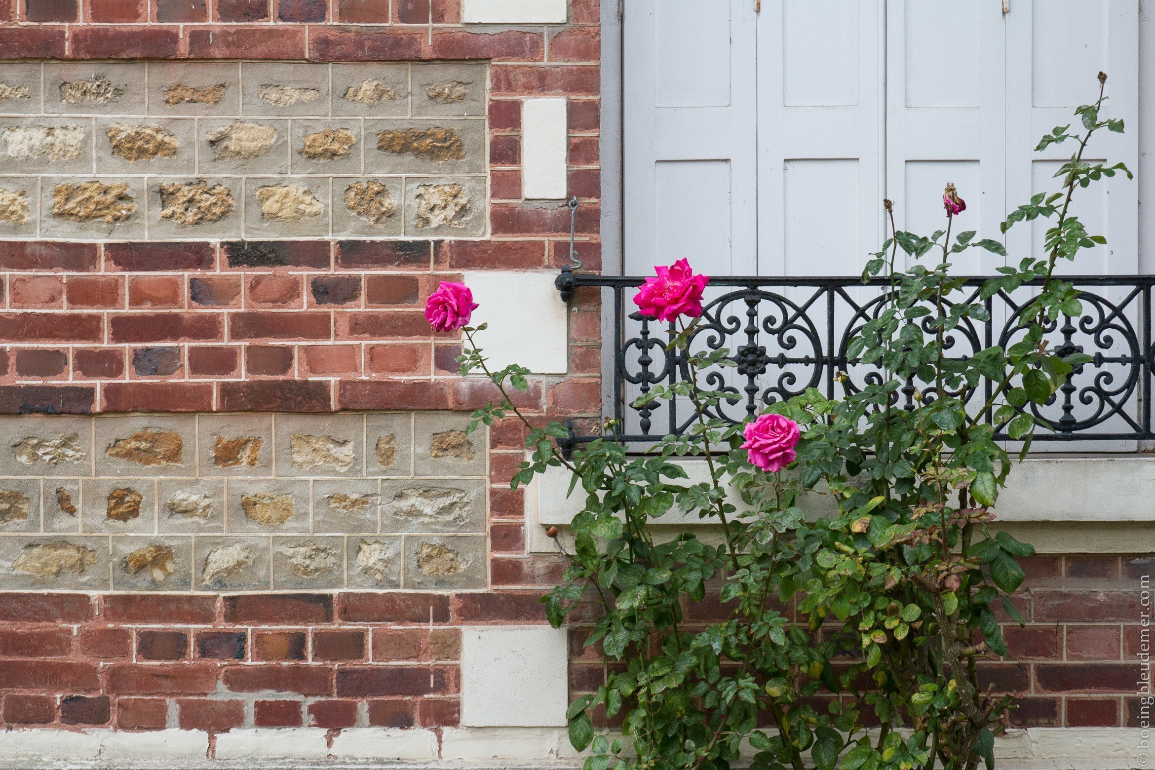 Un weekend à Deauville: Rosiers