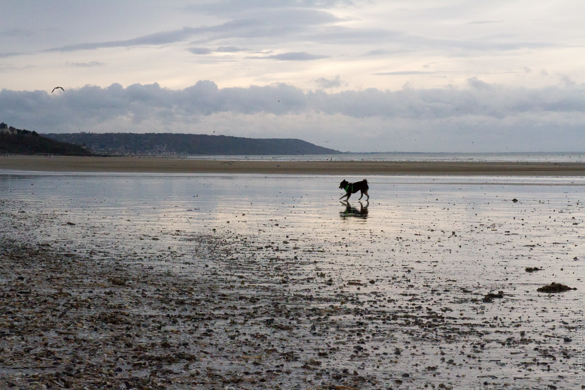 Un weekend à Deauville: Akira sur une plage déserte