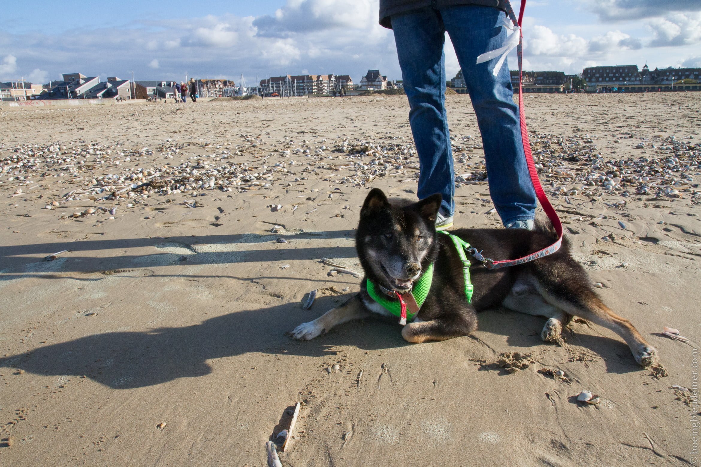 Un weekend à Deauville: Akira couché sur la plage